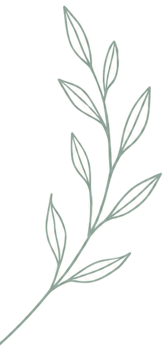 A drawing of a leafy plant with a slender stem and multiple elongated leaves.