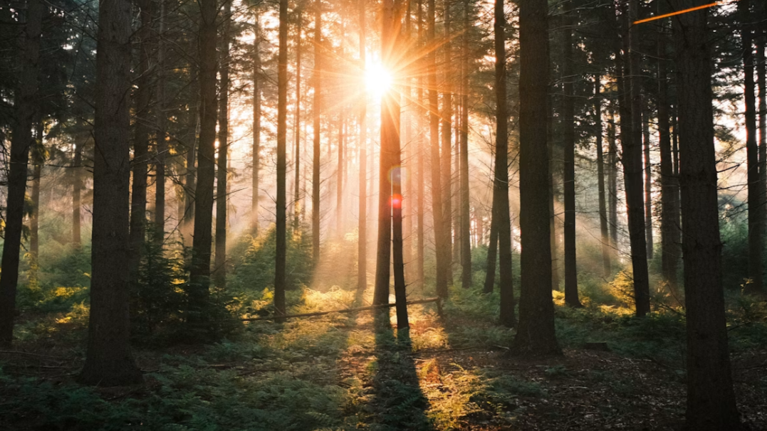 Sunlight filtering through trees , creating a peaceful atmosphere for reflection and rest at A Soft Reset women's wellness retreat.