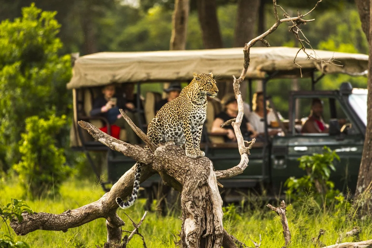 Leopard perched on a tree branch with a safari vehicle and tourists in the background.