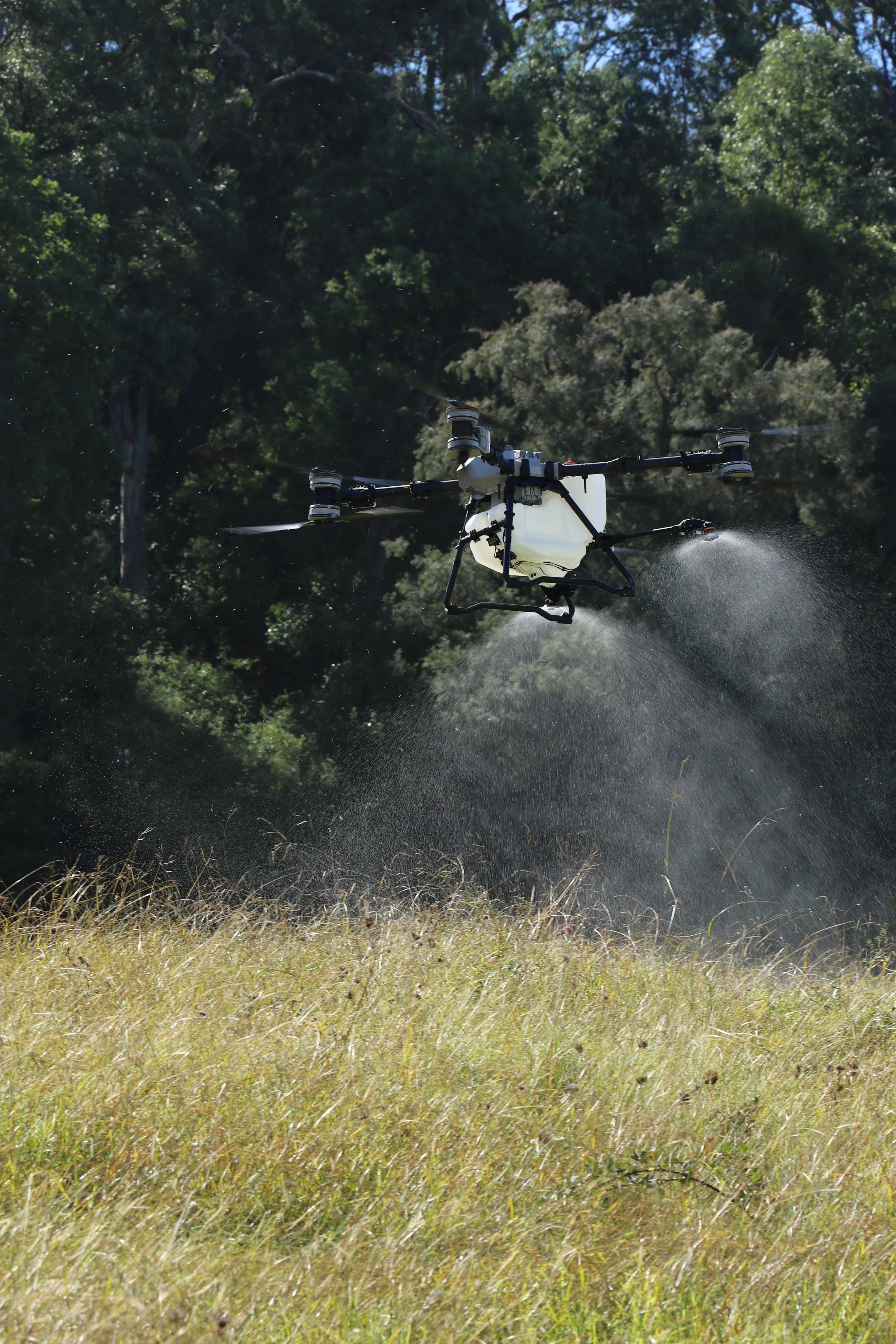 A drone flying above dry grass with a spray mechanism, in a forested area with green trees.