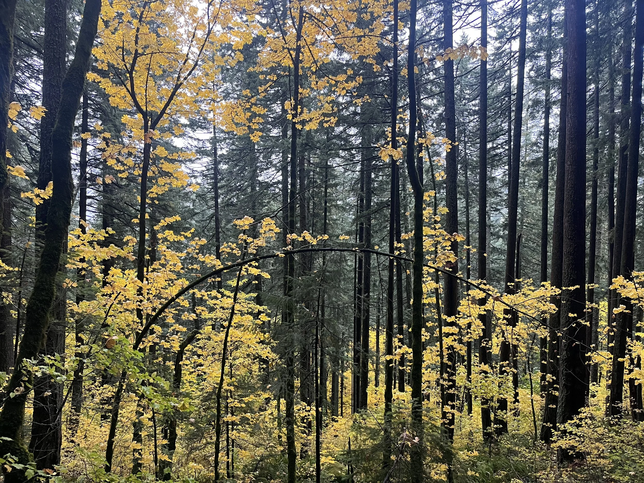 A Simple Ayurvedic Skincare Routine for Autumn: Supporting Your Skin During Vata Season