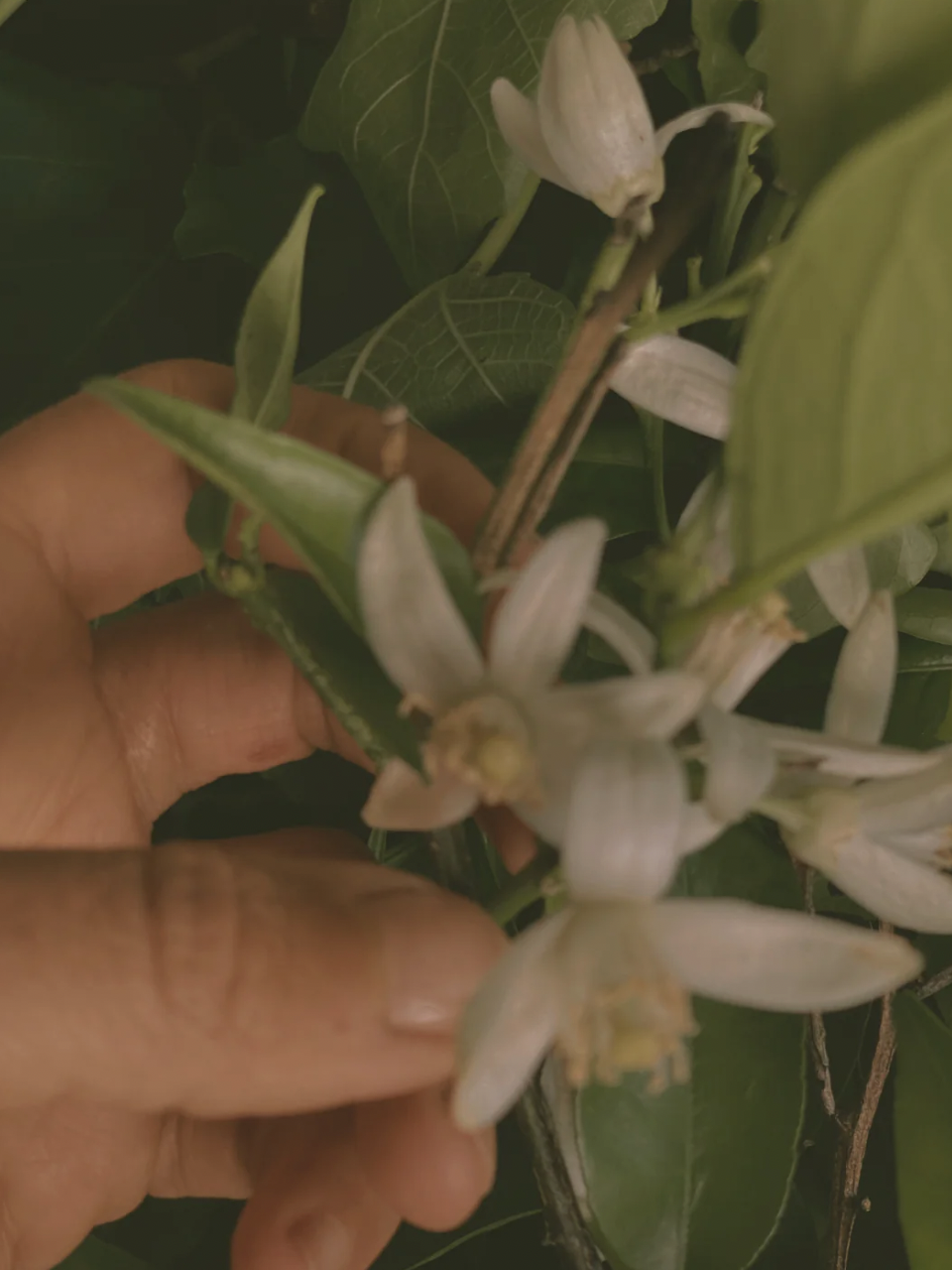 lepaar neroli vanilla 2.png