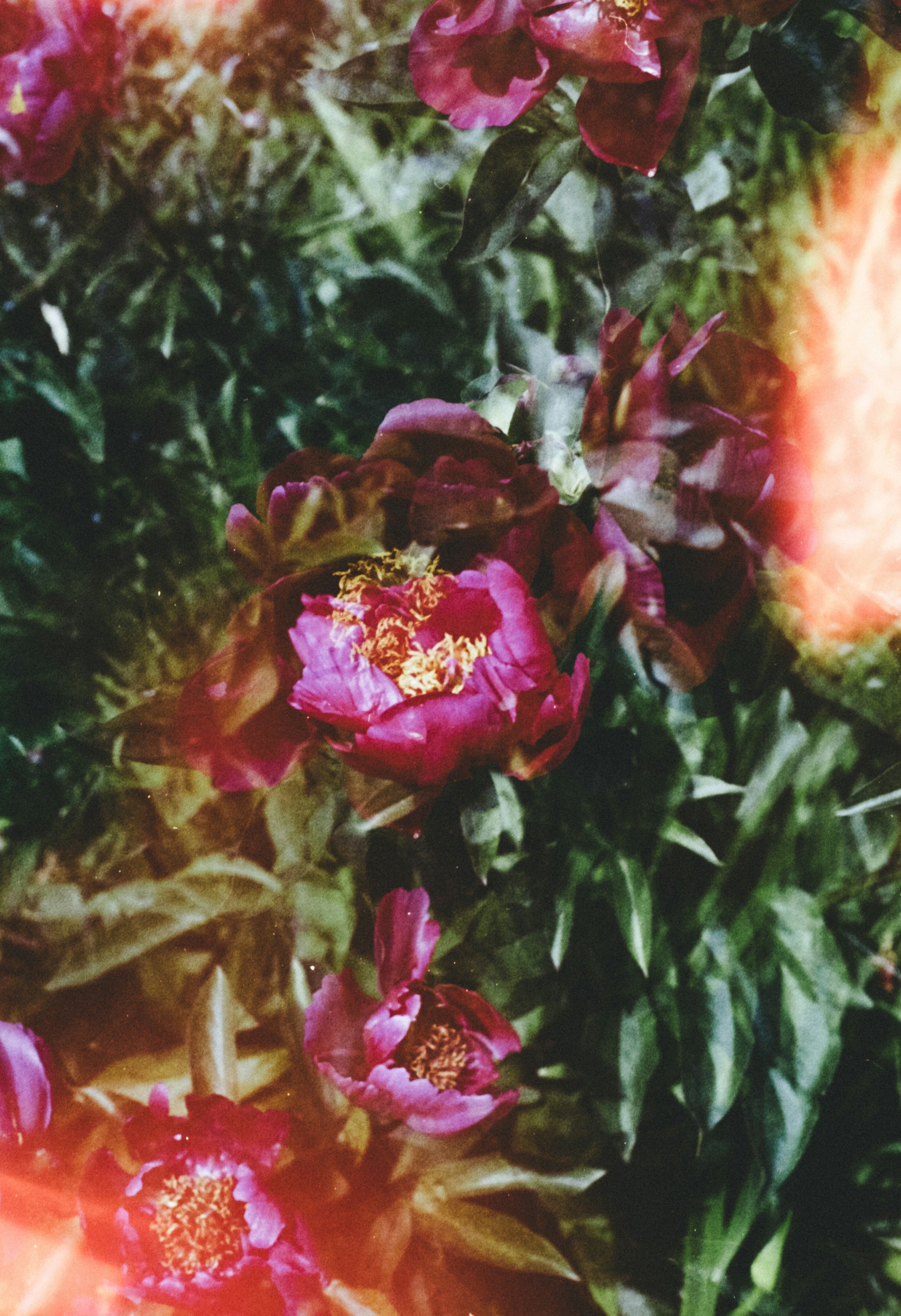 Close-up of pink and red flowers with green leaves, appearing to be a garden or floral arrangement, with light effects creating a dreamy and artistic atmosphere.