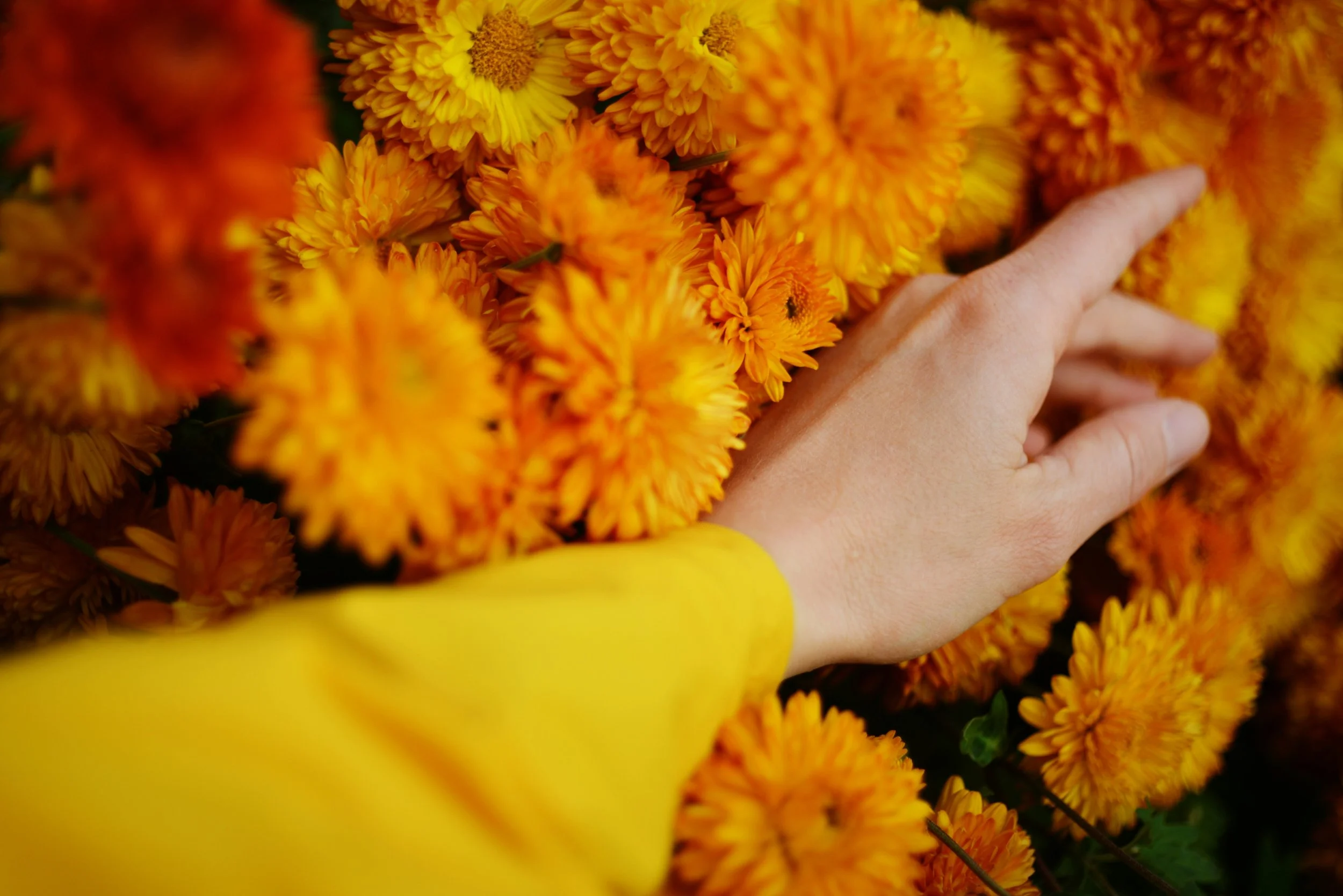 A person with a light skin tone and wearing a yellow sleeve touching bright orange and yellow marigold flowers.