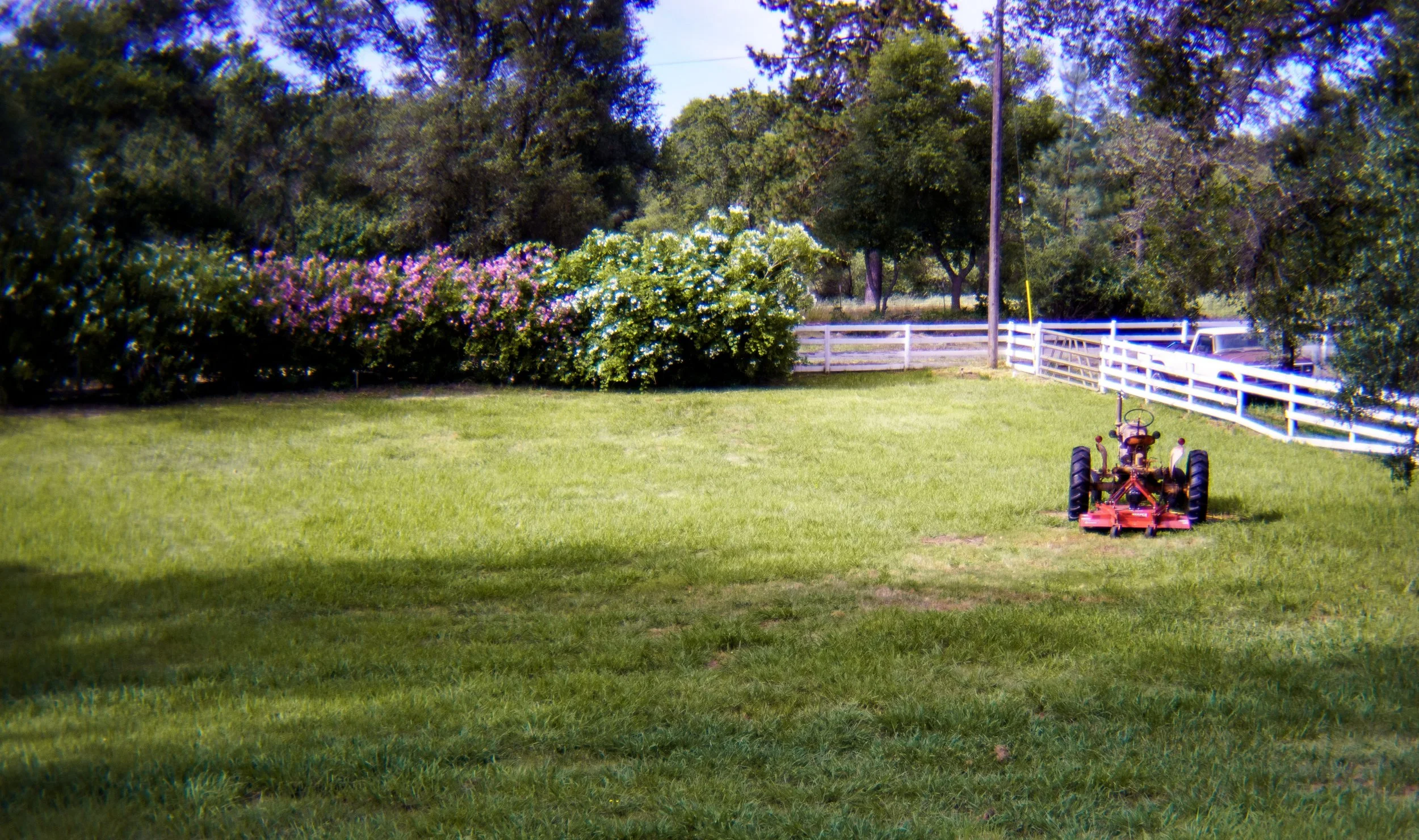 A grassy backyard with trees, bushes, a white wooden fence, and a pink lawn mower.