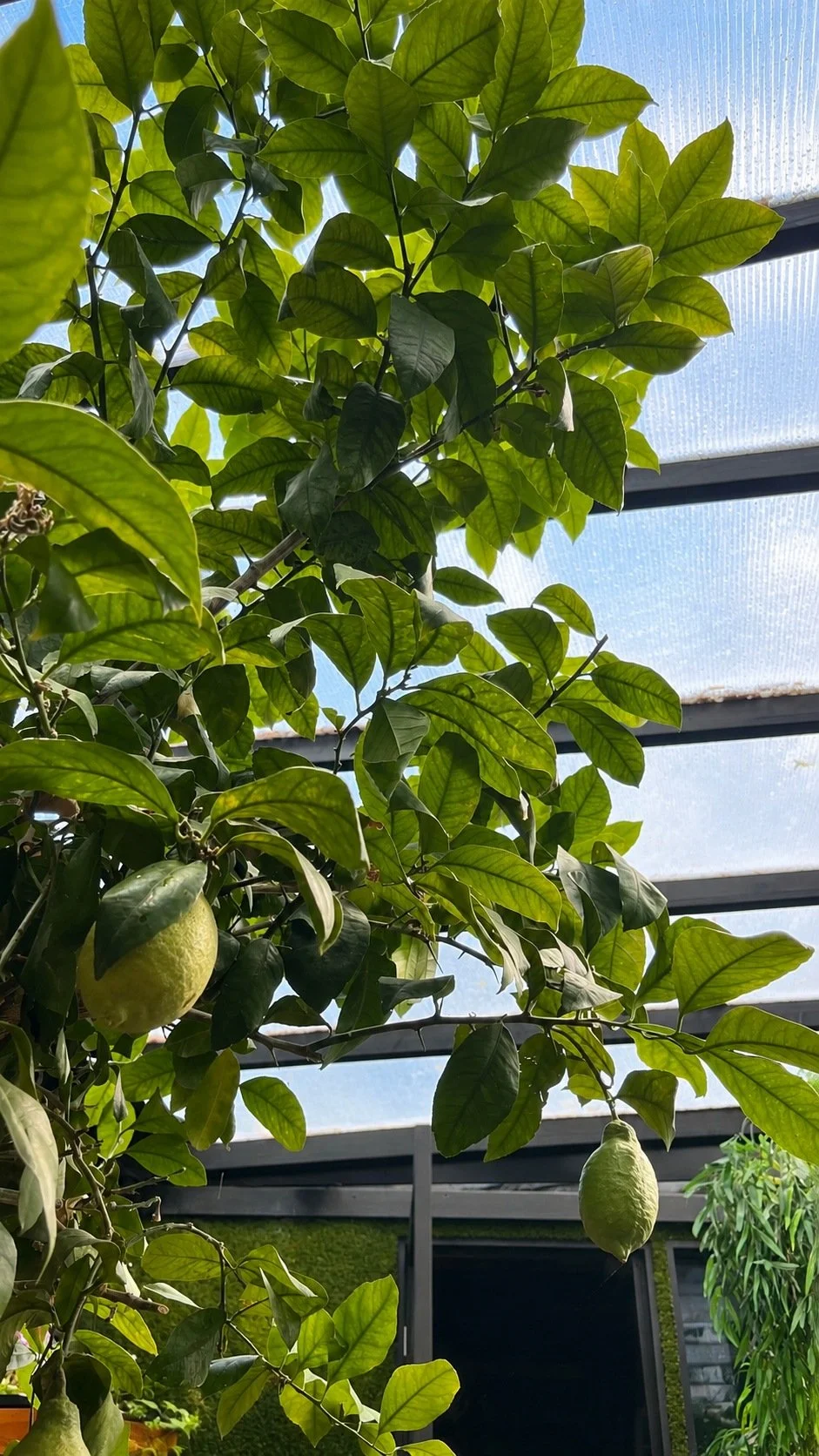 019_verdarium_citrus-tree-interior.jpg