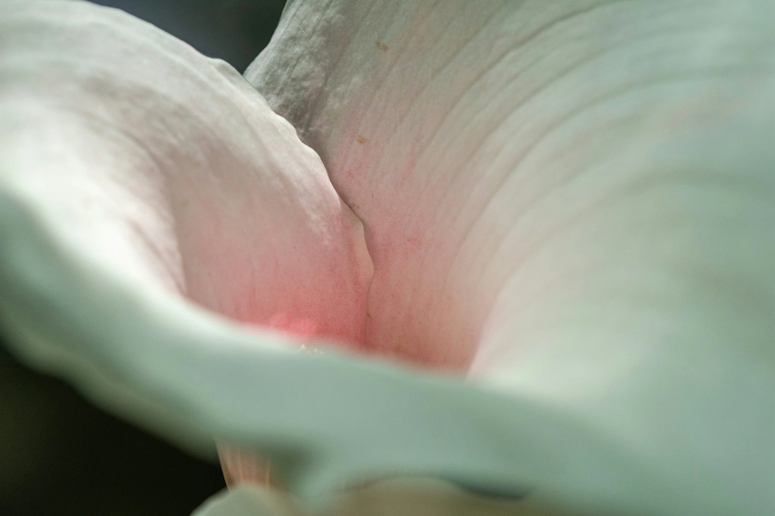 Close-up of flower petals with soft pink and white colors, slightly blurred edges for a gentle appearance.