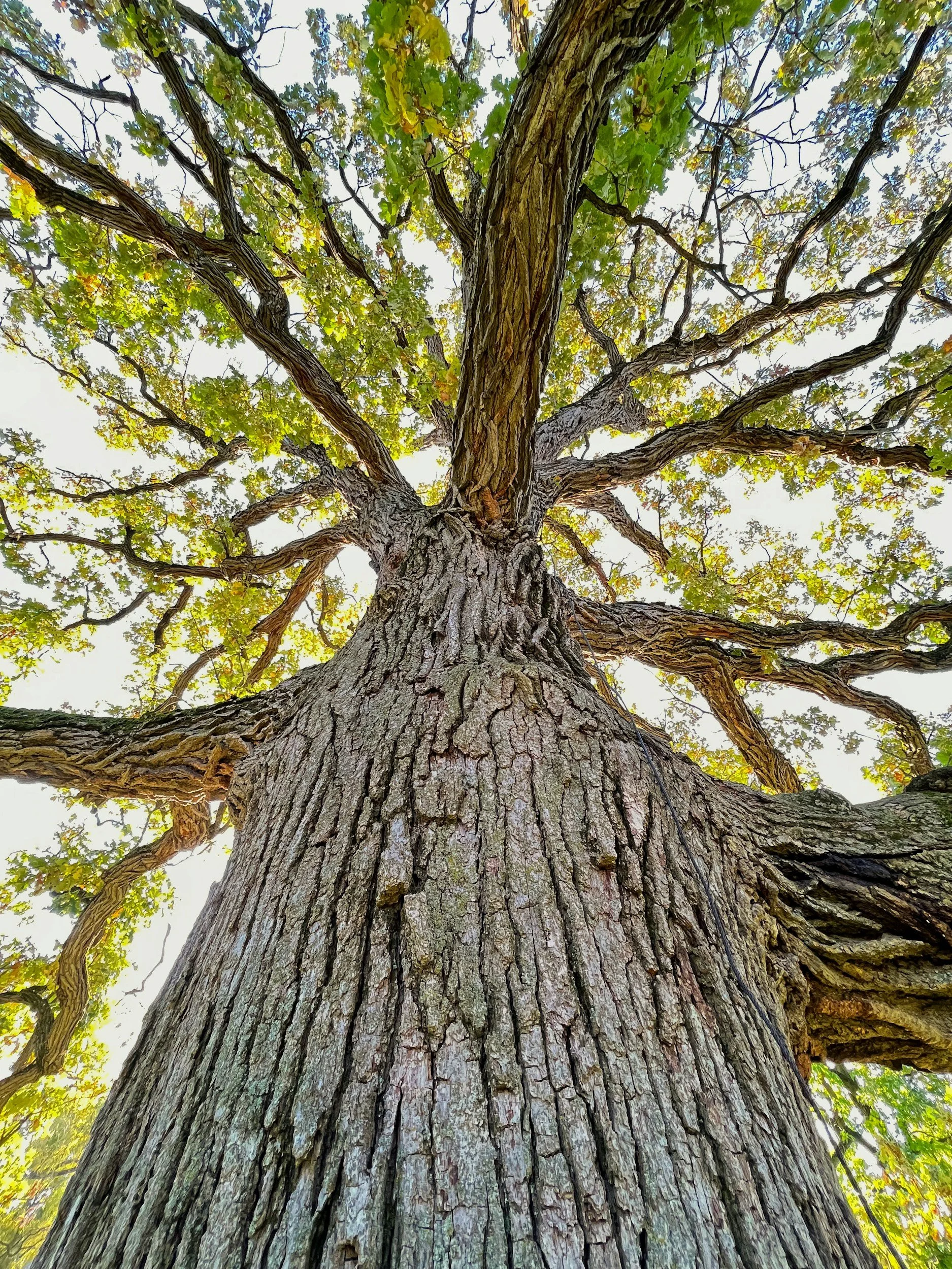 Looking up a tall tree with a rough textured trunk and green leaves against the sky.