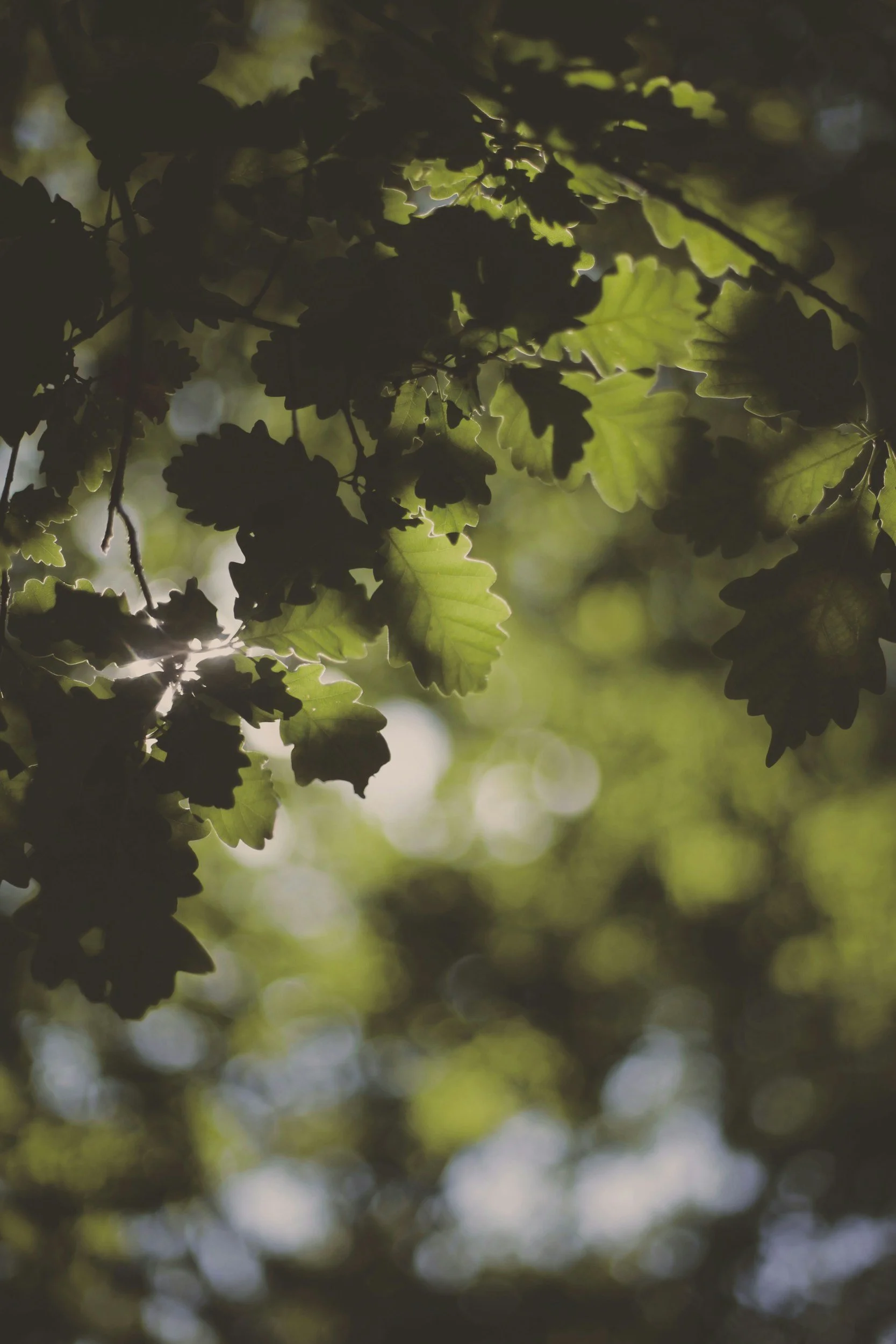 Close-up of green oak tree leaves with sunlight filtering through, creating a dappled effect.