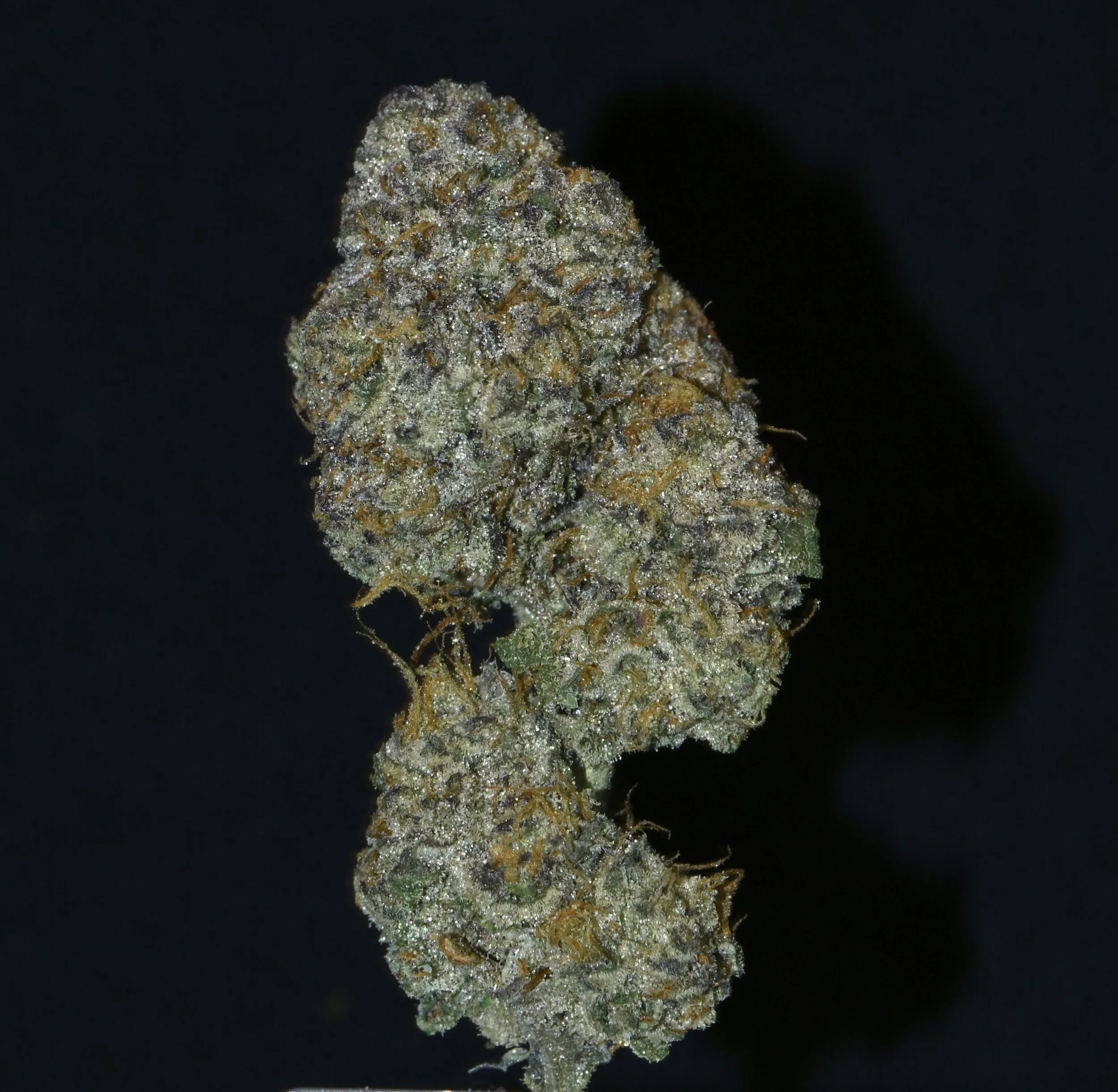 Close-up of a cannabis bud covered in trichomes, with orange hairs and green leaves, against a solid black background.