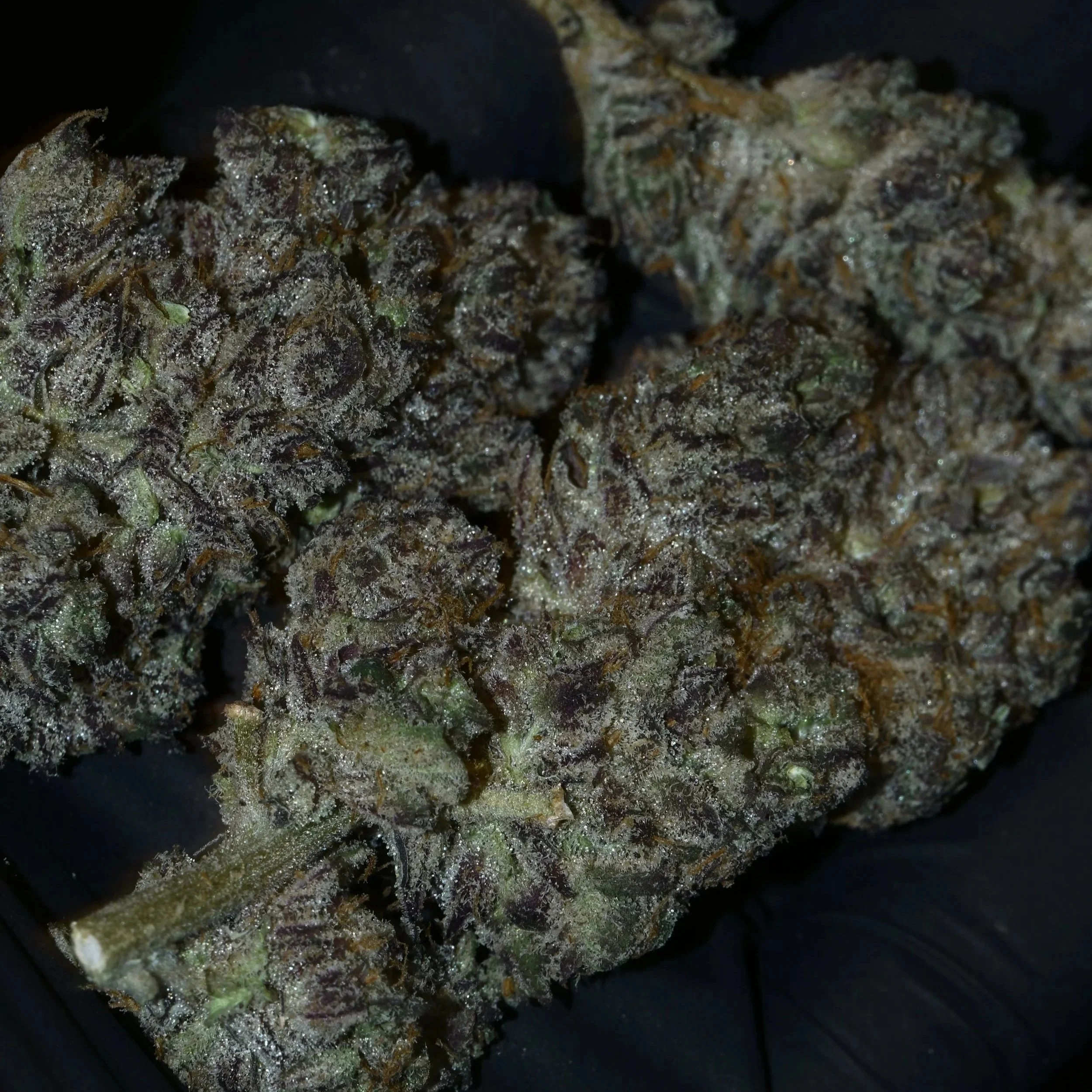 Close-up of cannabis buds covered in trichomes, displaying green and purple hues.