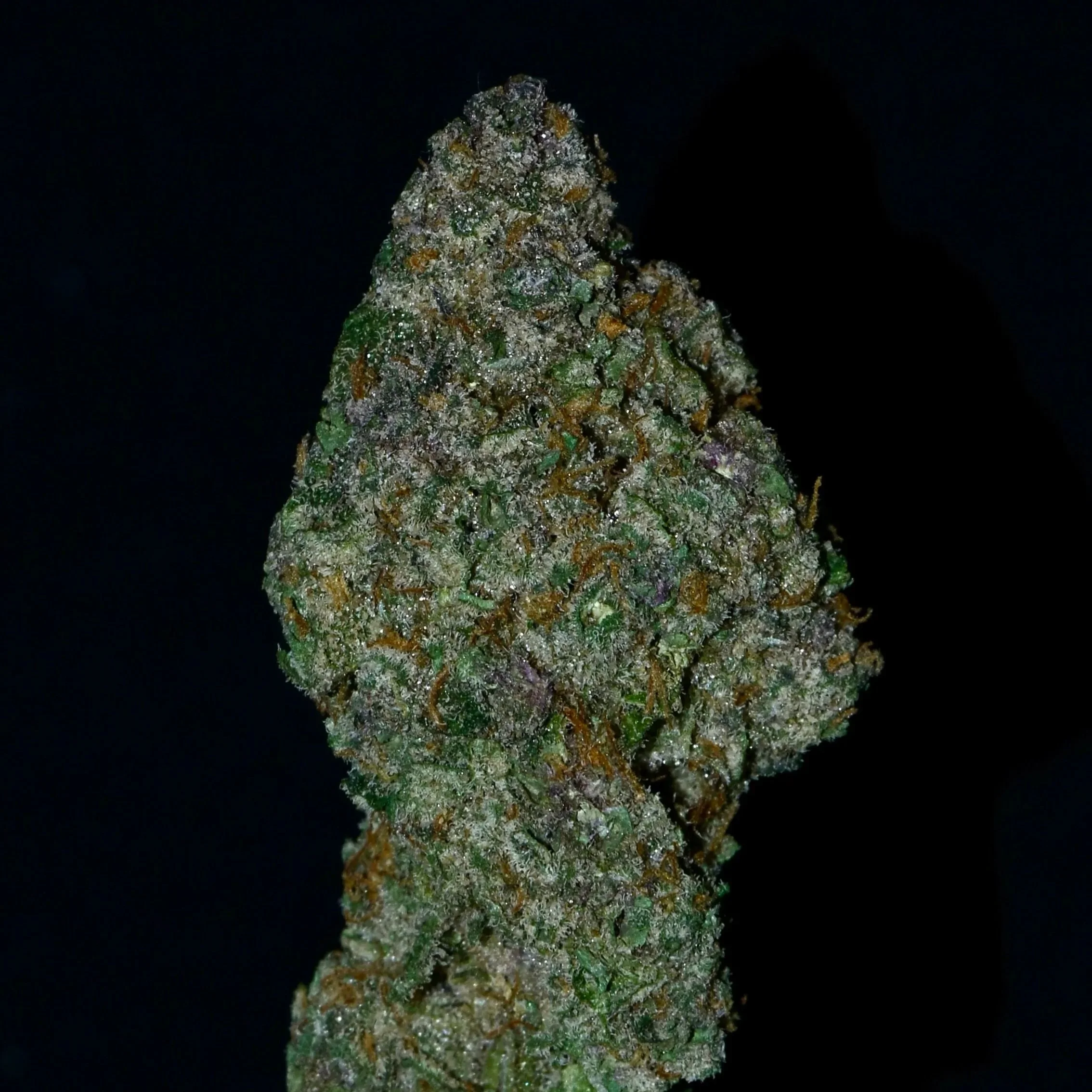 Close-up of a cannabis bud covered with trichomes, displaying green, orange, and purple hues against a black background.