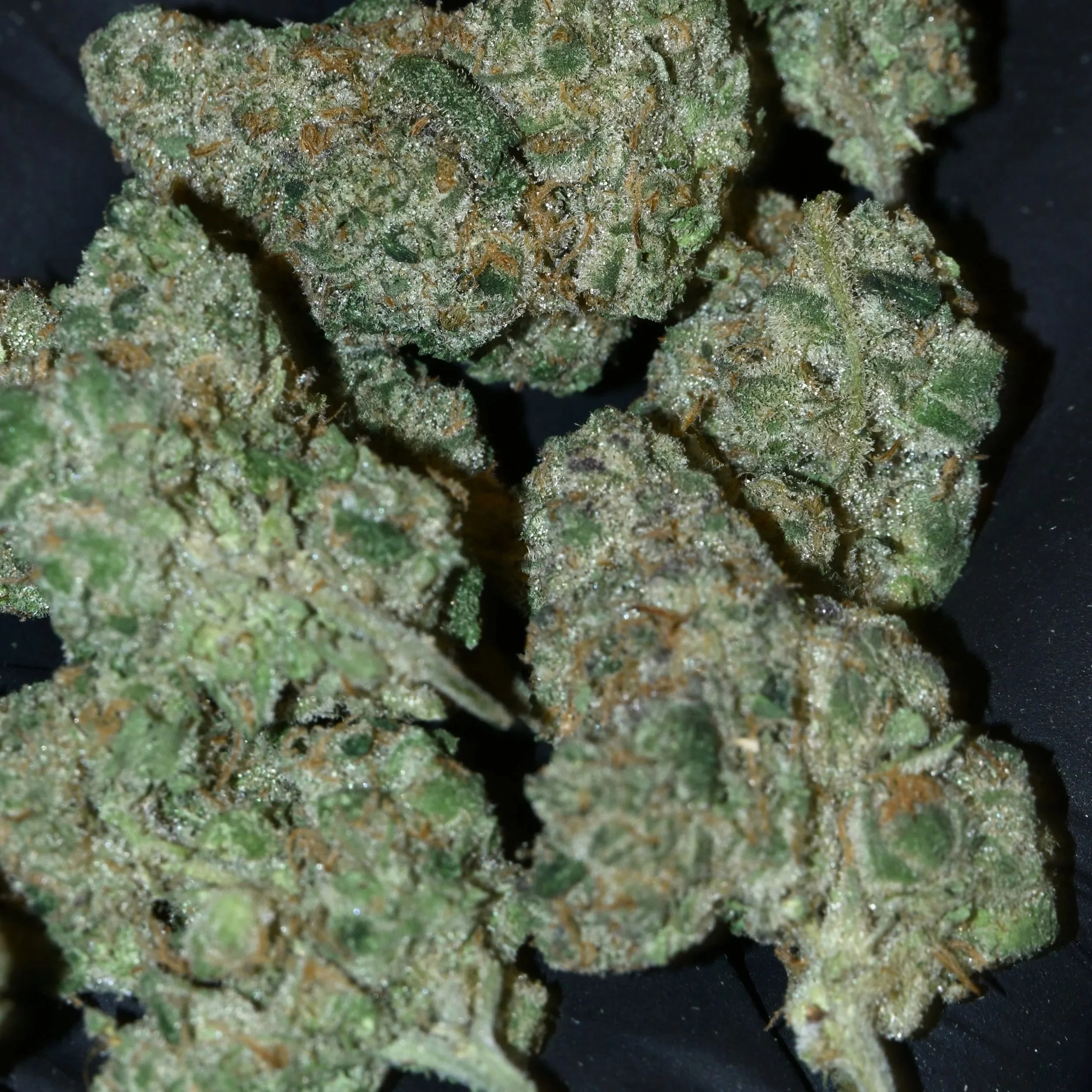 Close-up of cannabis buds covered in trichomes and orange hairs.
