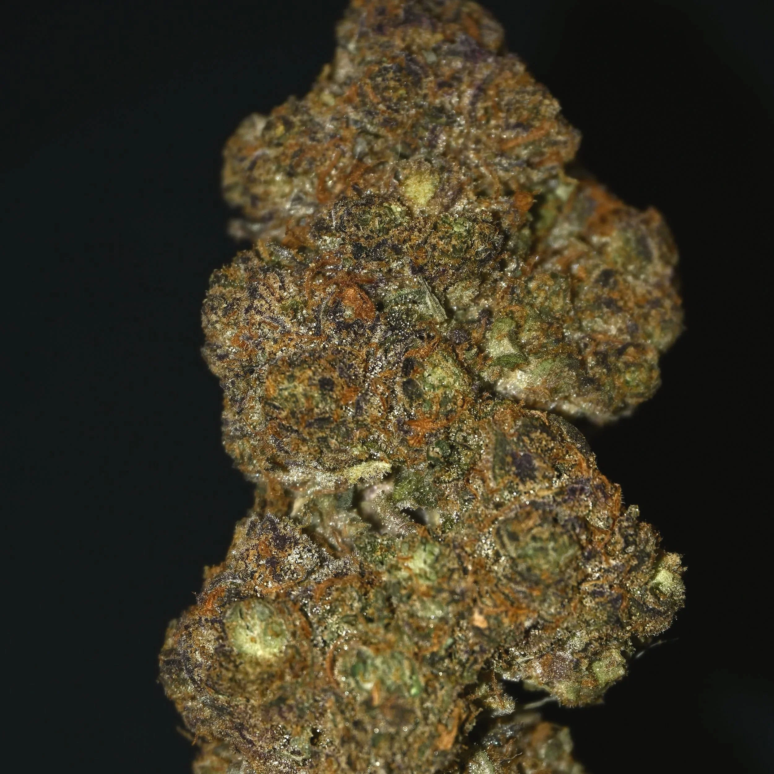 Close-up of a cannabis nugget showing green and purple hues with orange pistils and a coating of trichomes, against a black background.