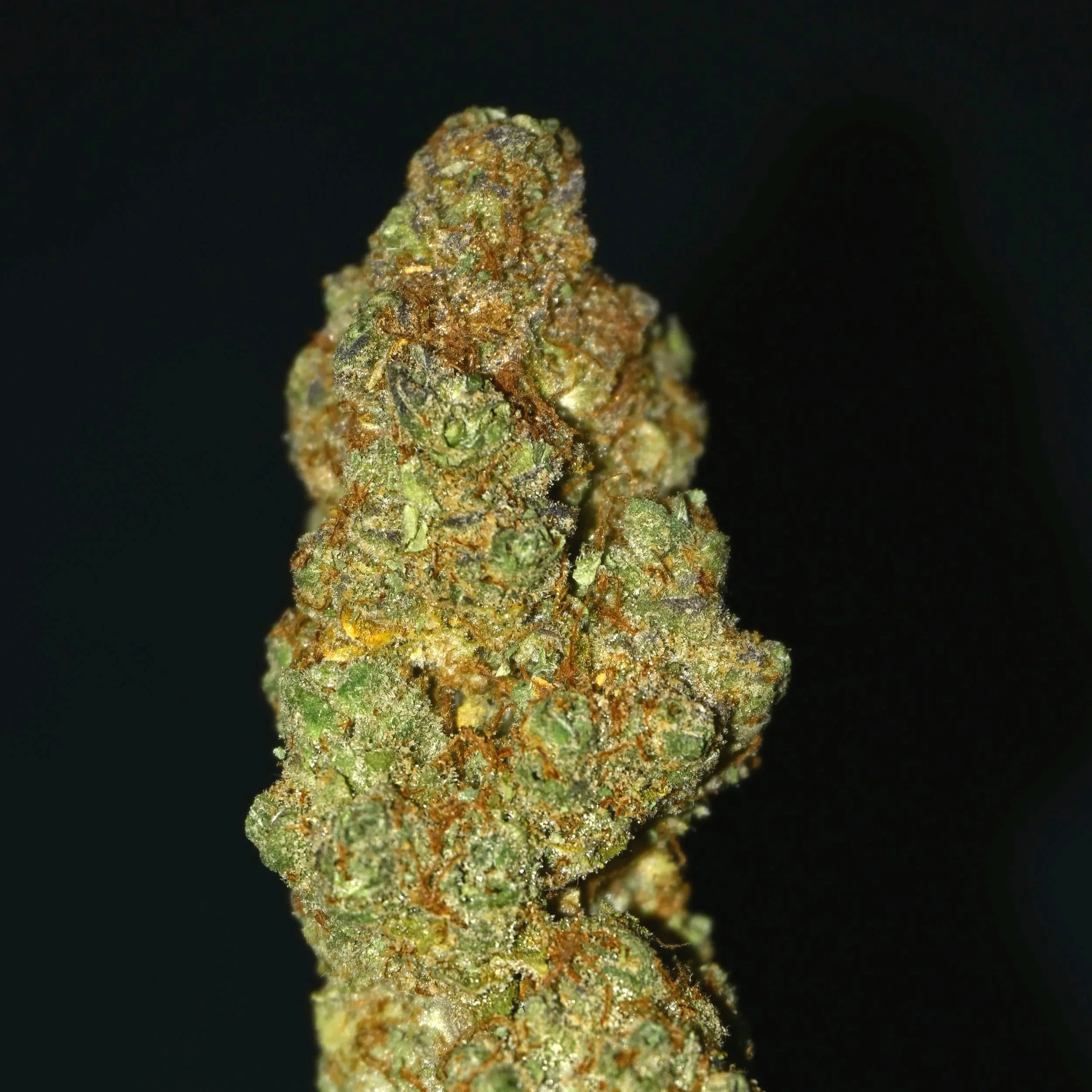 Close-up of a cannabis flower bud with dense green and orange hairs, covered in trichomes, capturing its textured appearance against a black background.