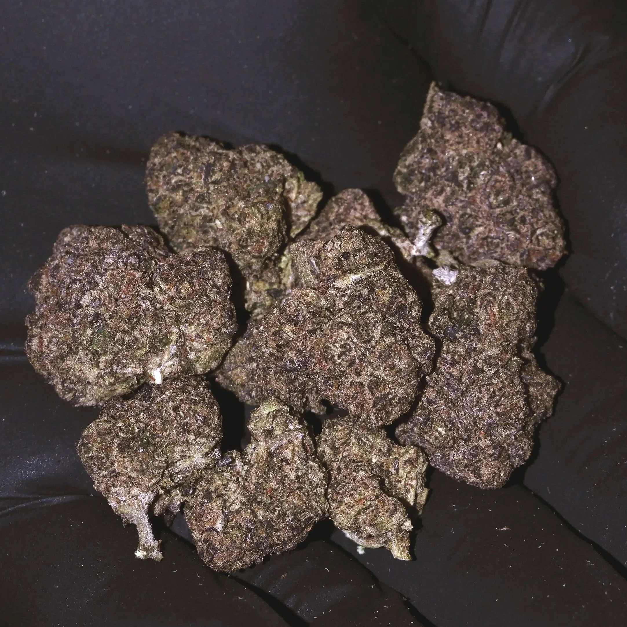 Close-up of cannabis buds in a black container.