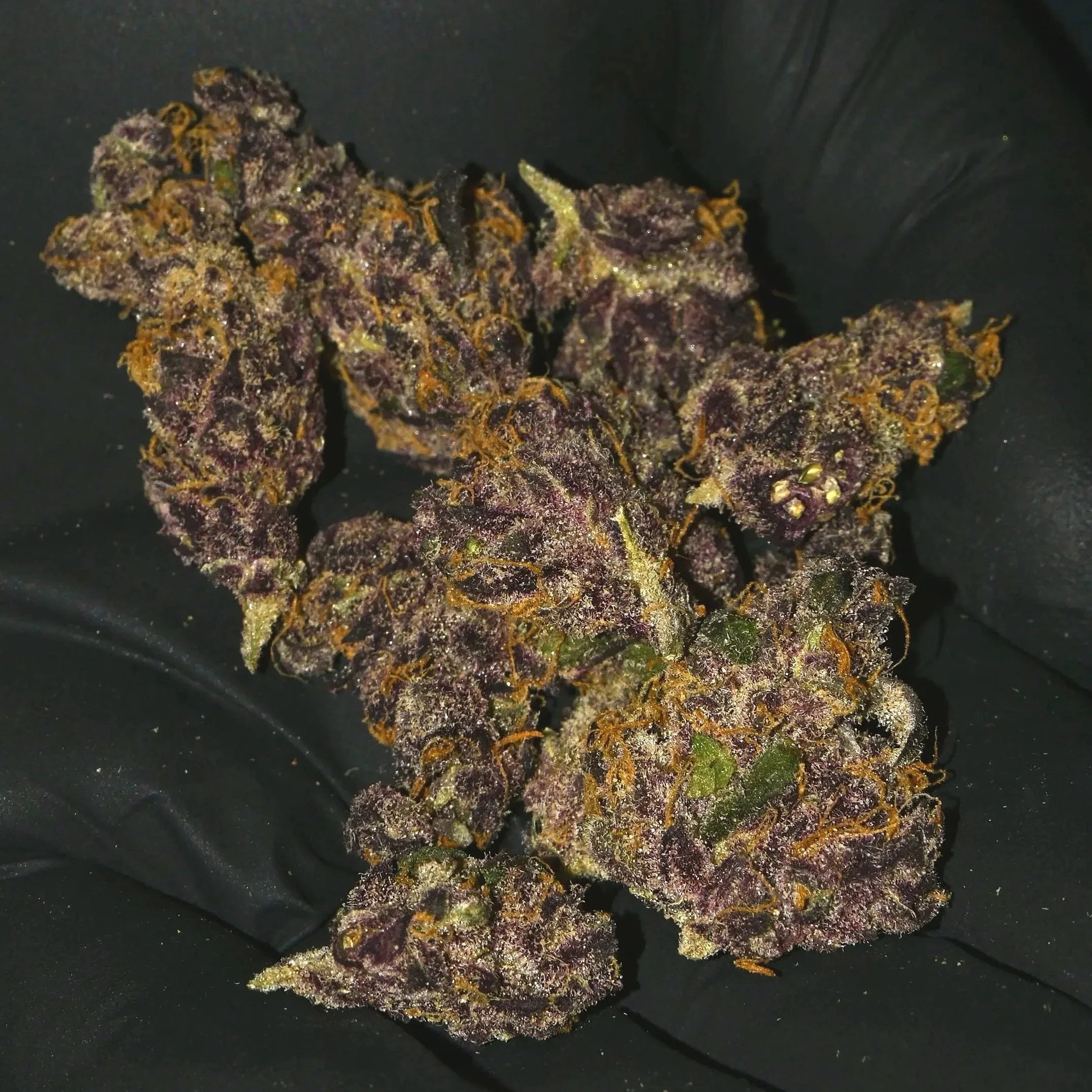 Close-up of cannabis buds covered with trichomes and orange hairs on a black background.