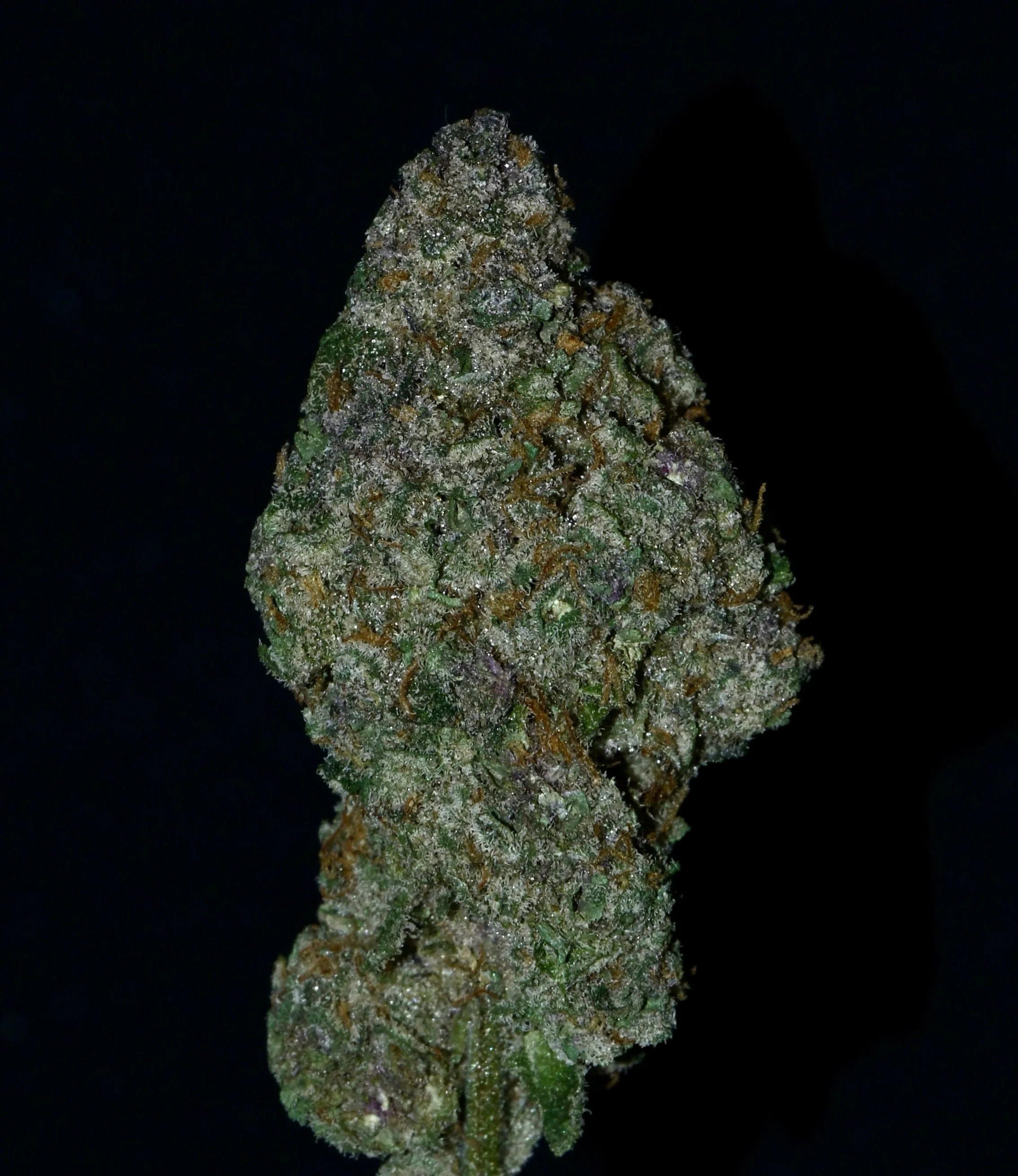 Close-up of a cannabis bud with trichomes, orange hairs, and green plant material against a black background.