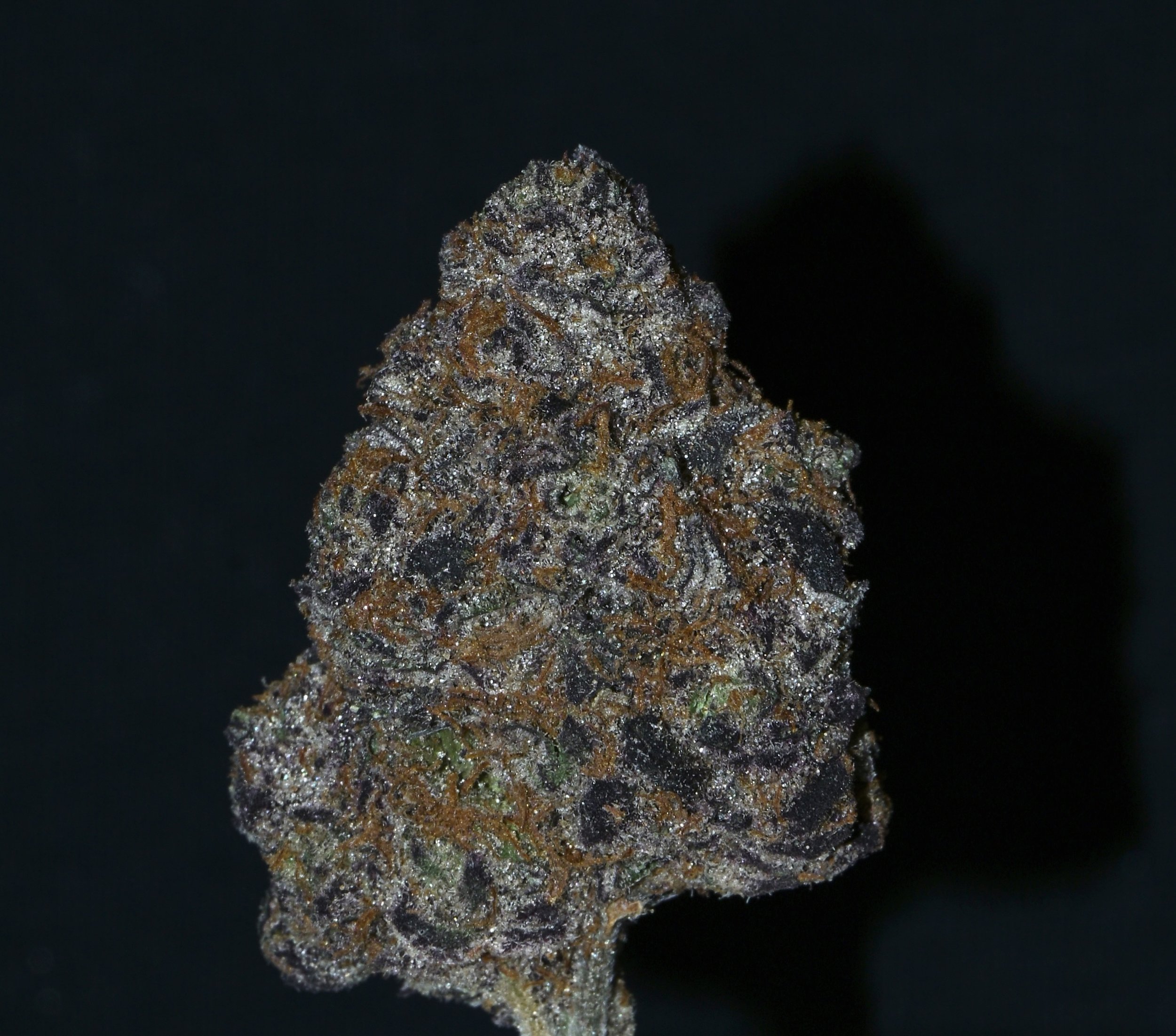 Close-up of a cannabis bud covered in trichomes and orange hairs against a dark background.