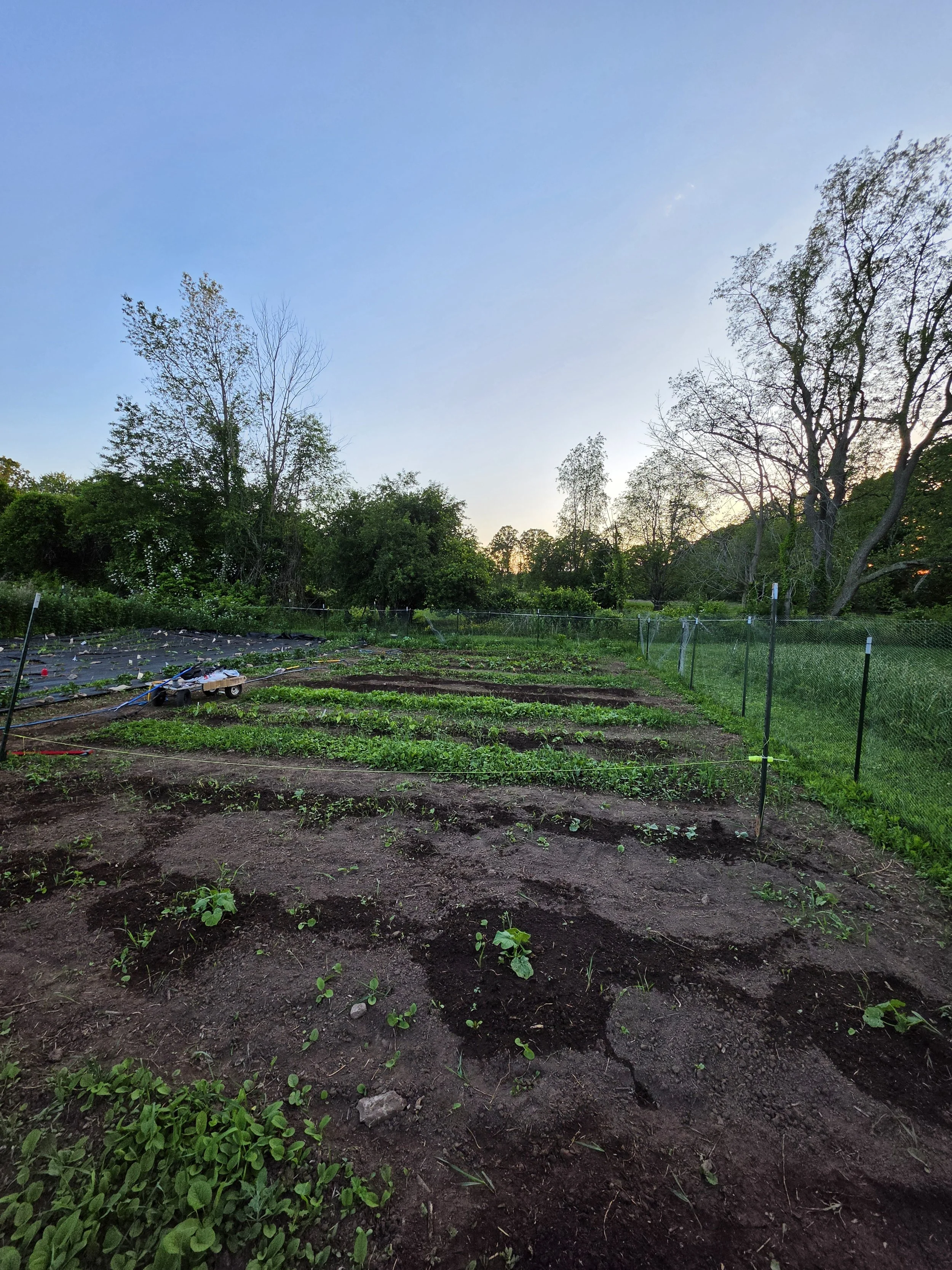 A garden with small plants growing in the soil, surrounded by green grass and a wire fence, with several trees in the background and a blue sky with the sun setting.