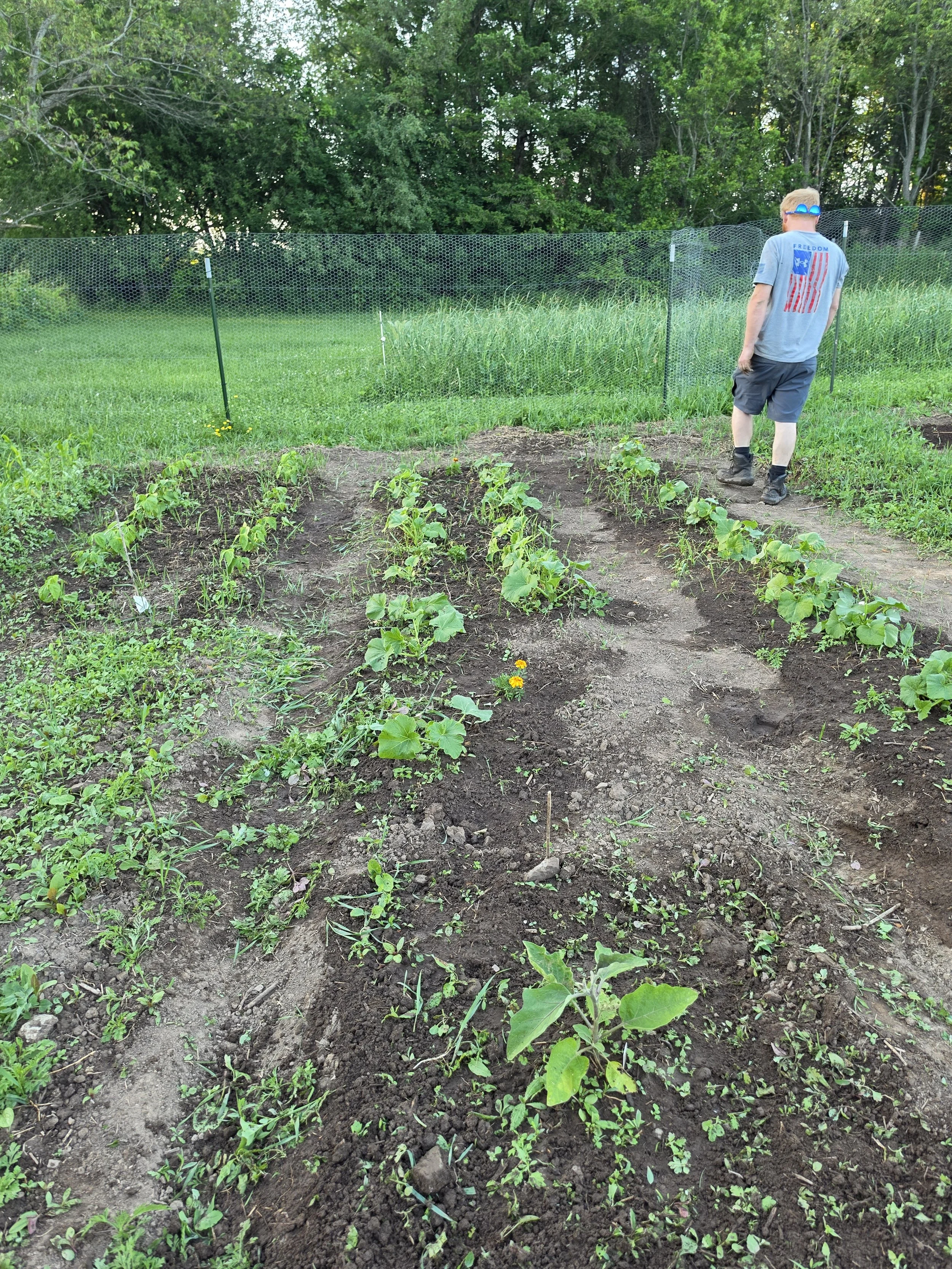 A person in a garden or farm, observing young plants in rows of cultivated soil. There is a metal fence in the background and trees behind it.