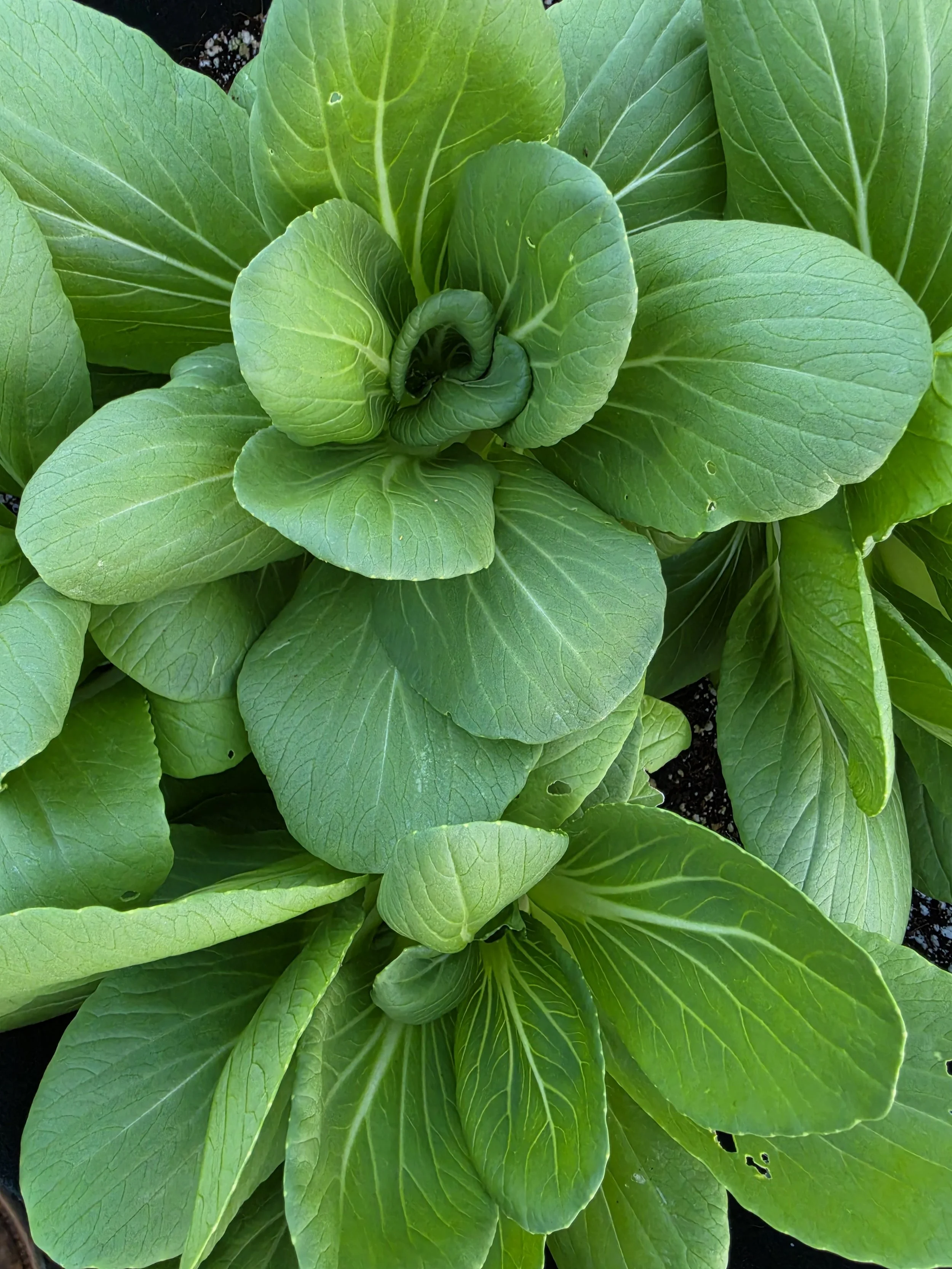 Close-up of green pak choy leaves growing in soil.