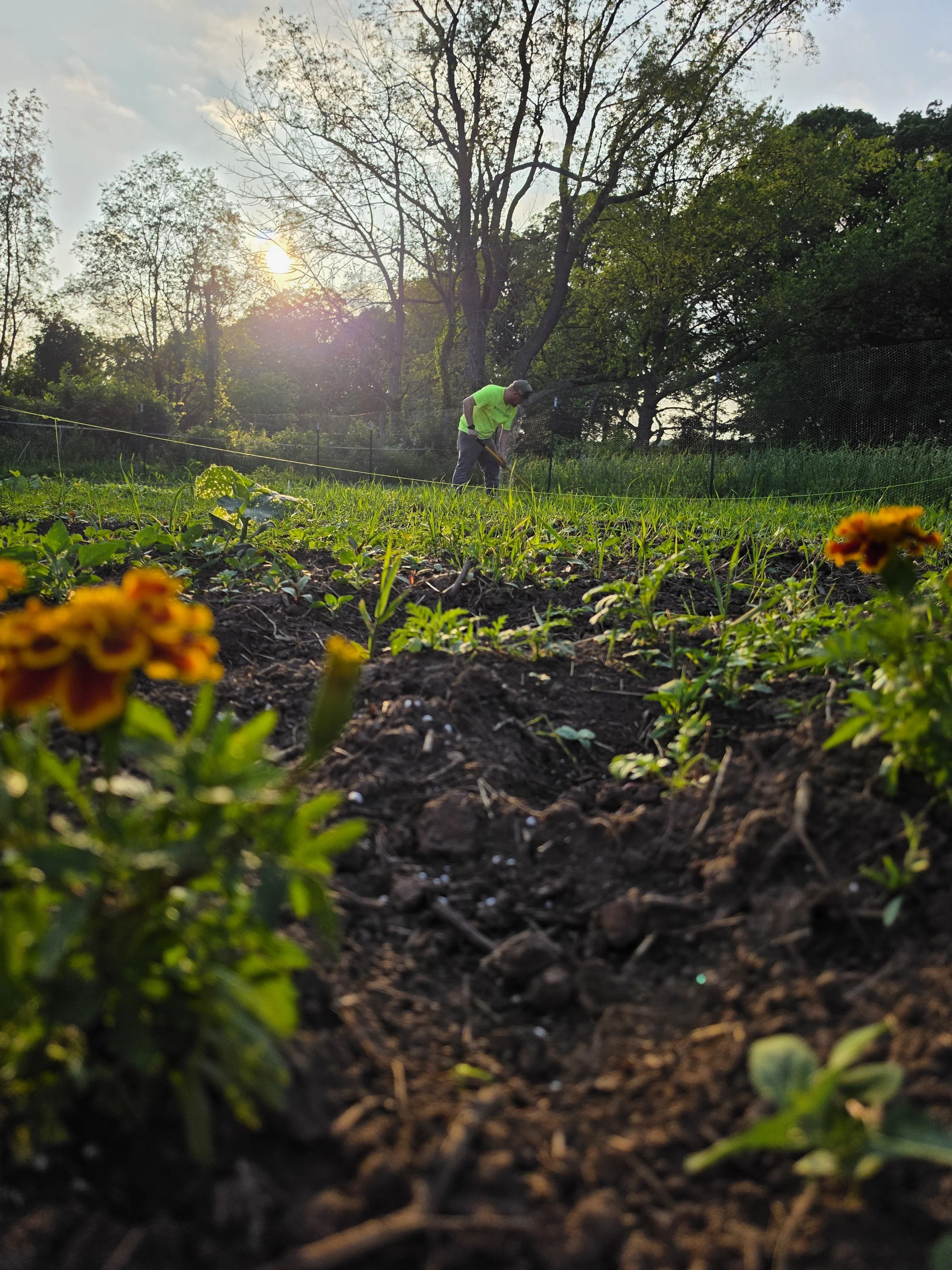 A person gardening or farming outdoors during sunset or sunrise, surrounded by trees and greenery, with flowers in the foreground.