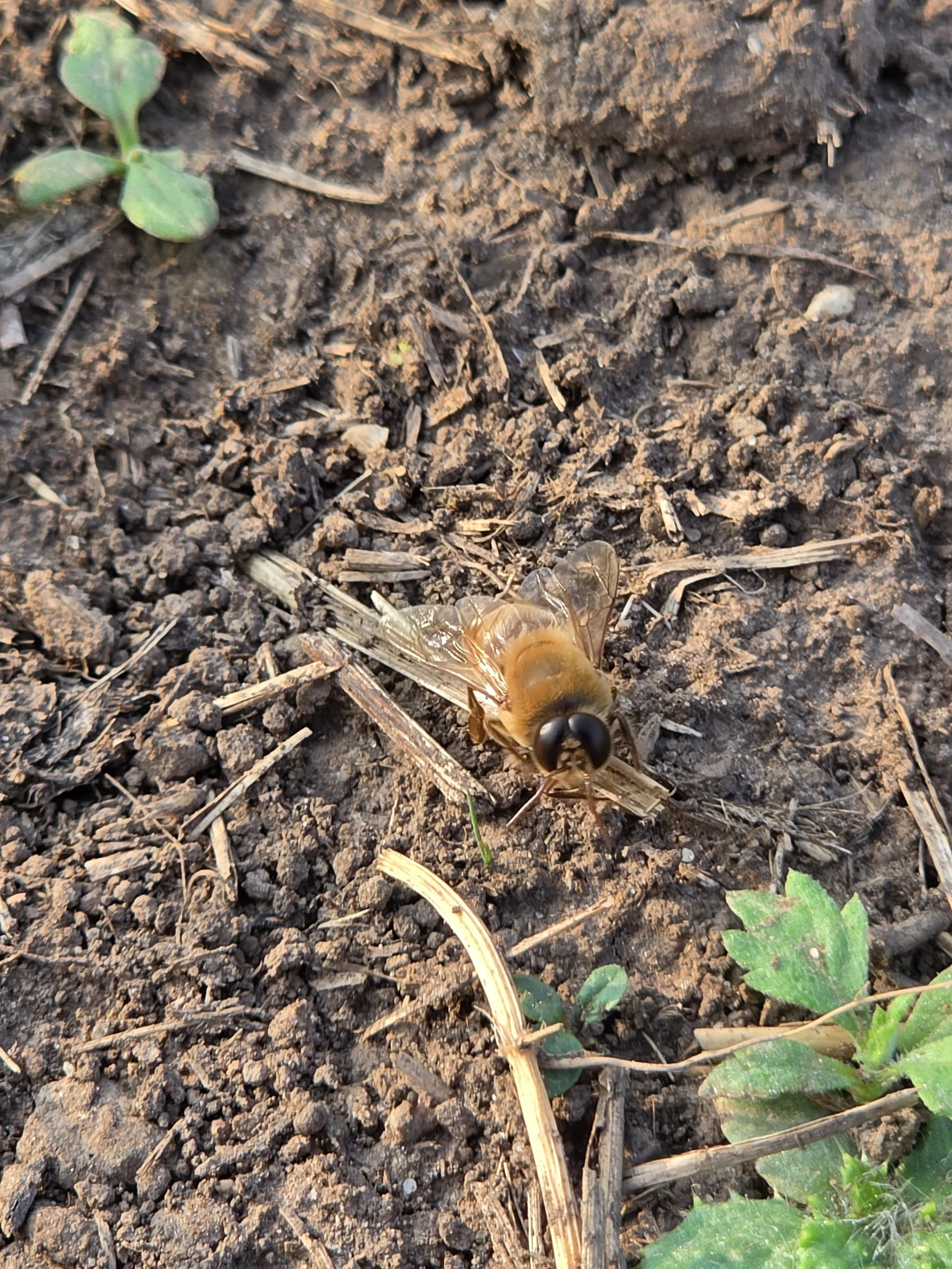 A close-up of soil with a drone fly on the ground near some green plants and dry plant debris.