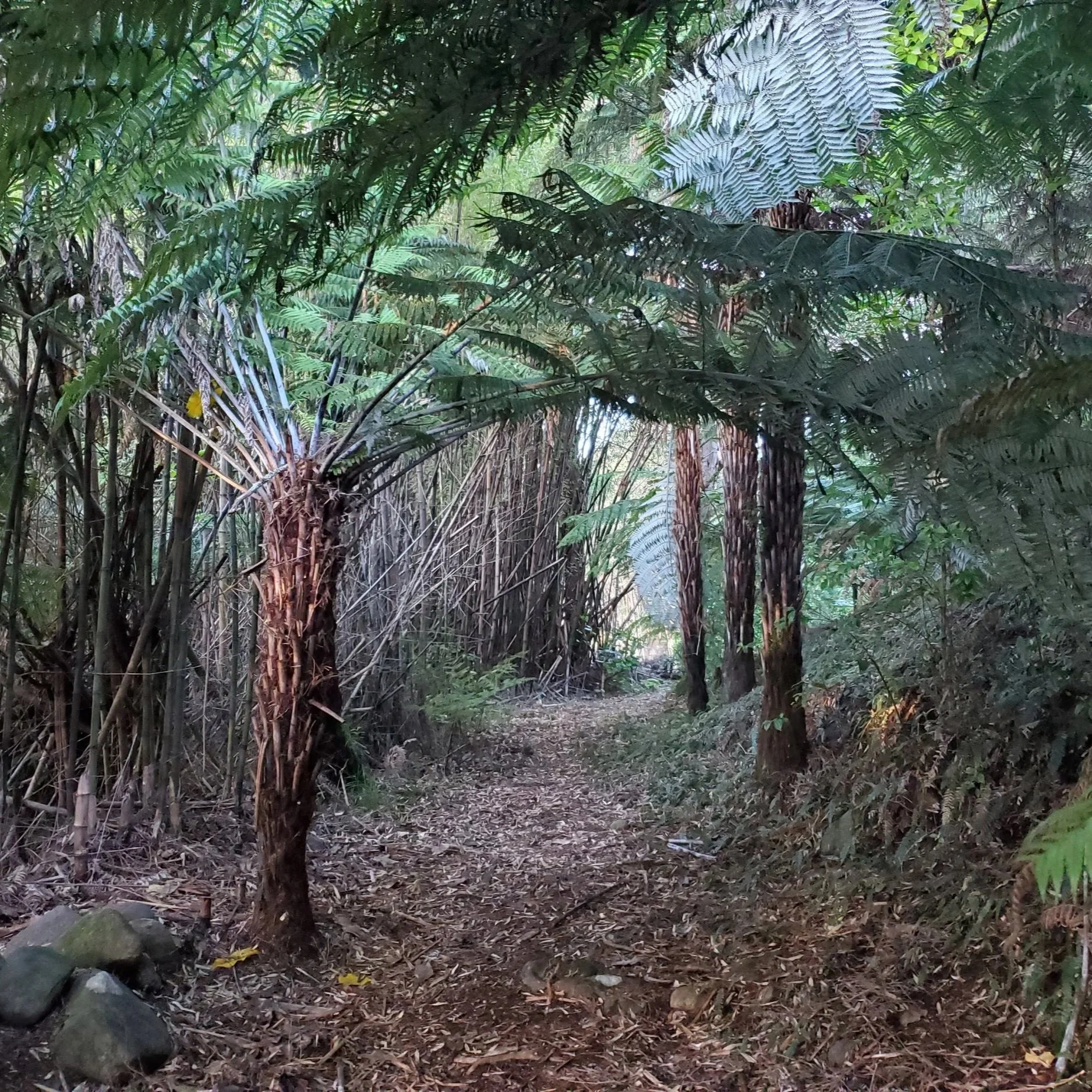 A pathway through lush New Zealand forest.
