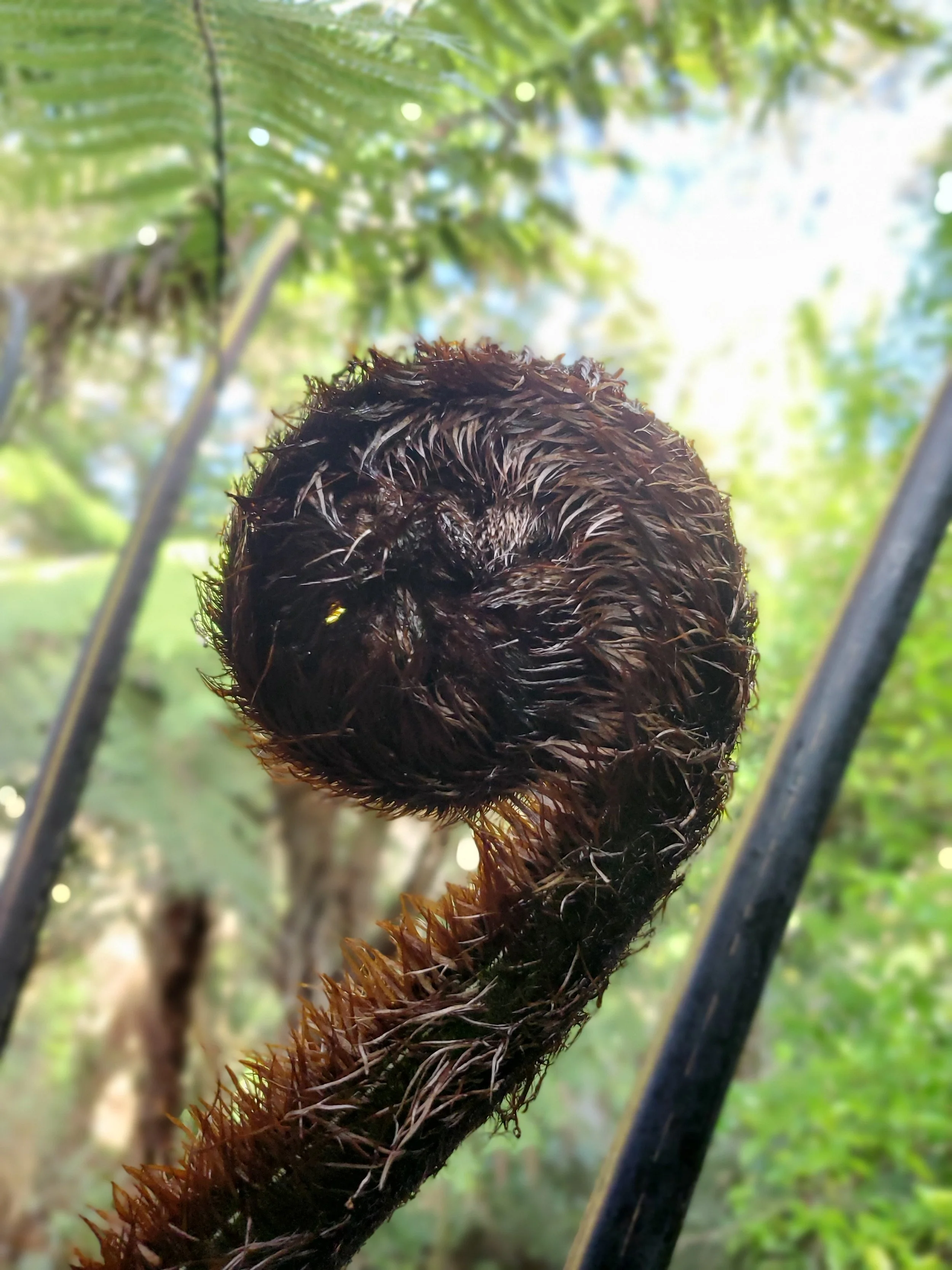 Close-up of a fern frond unfurling, set against a blurred background of green trees and sunlight.