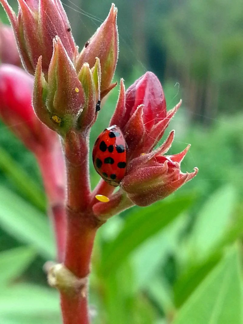 natur_8.jpg