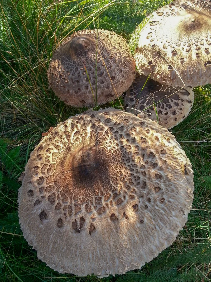 natur_13.jpg