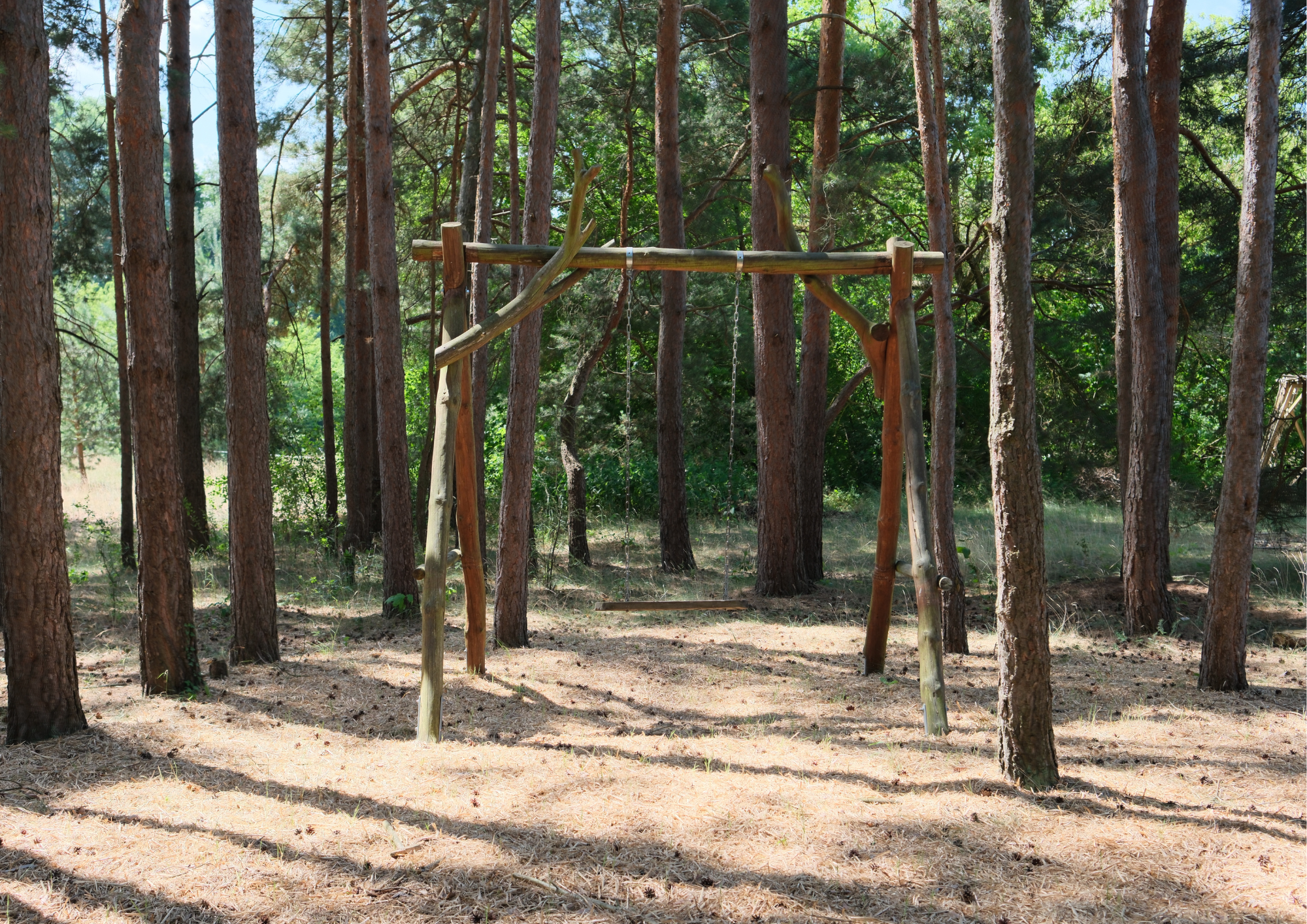 Ein Wald mit mehreren hohen Bäumen und einem schwingenden Holzschaukel im Vordergrund.