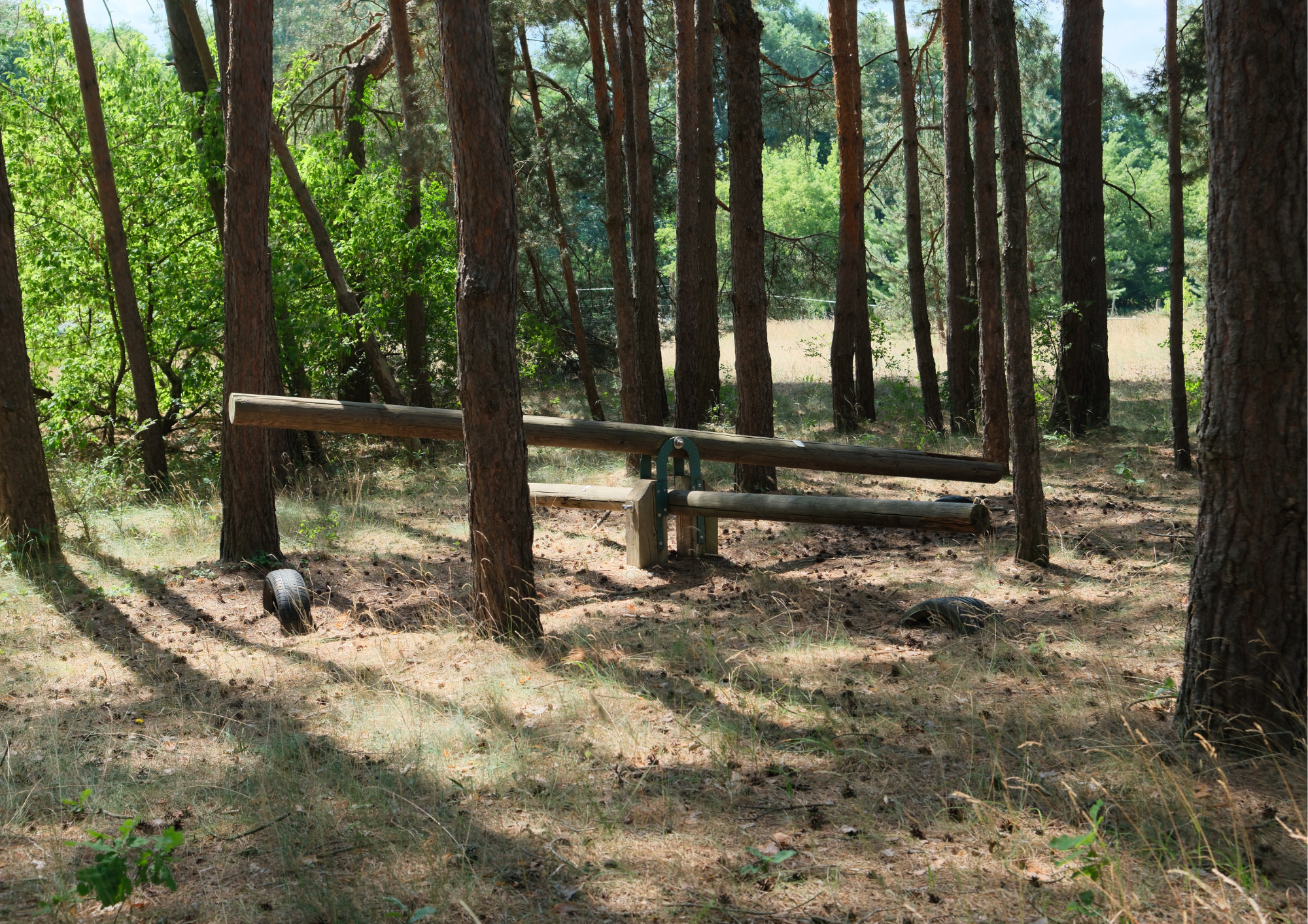 Ein Wald mit Bäumen und einem stützenden Holzbrett, umgeben von grünem Laub und trockenem Gras