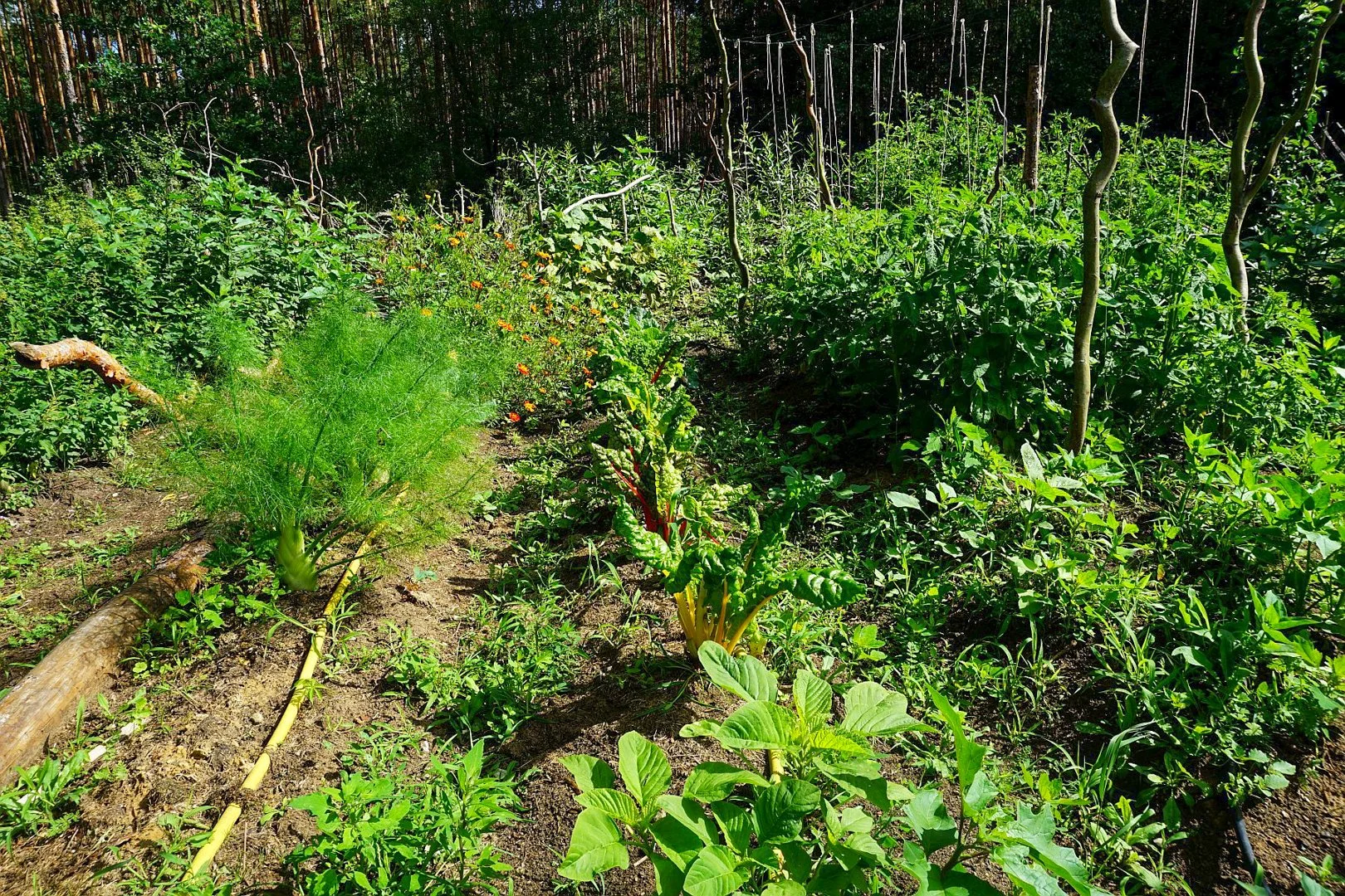 Garten 3.jpg