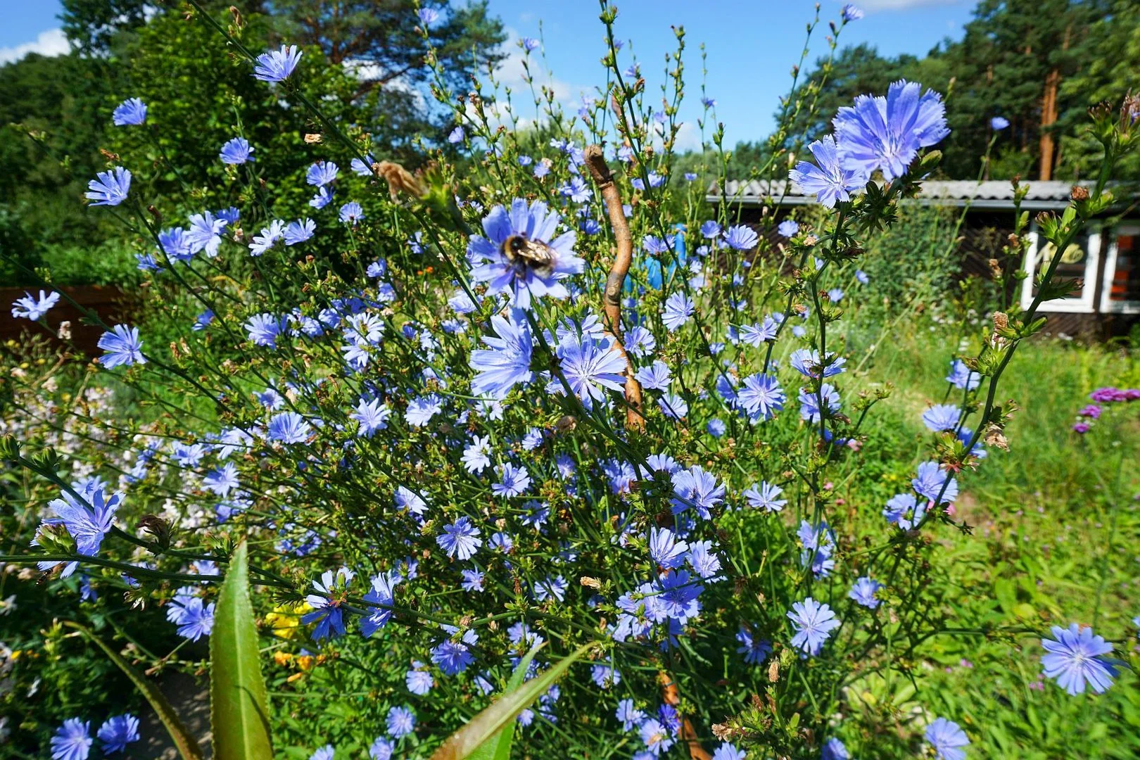 Garten1.jpg