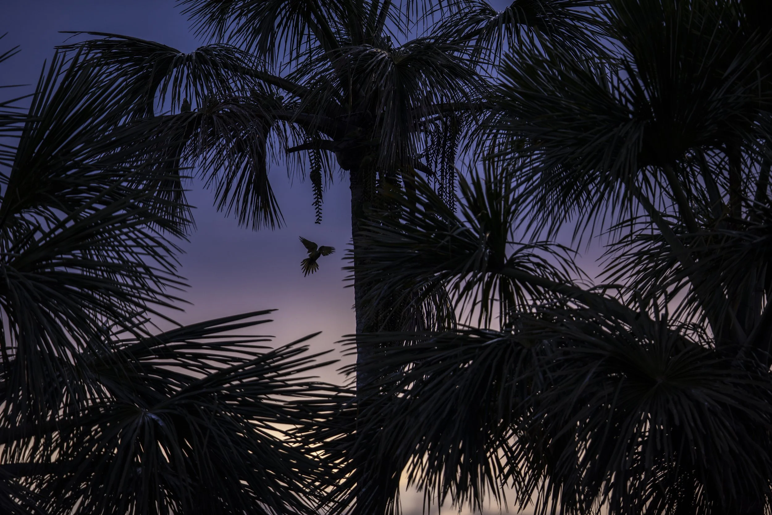 Rupestrianbirdman024.JPG