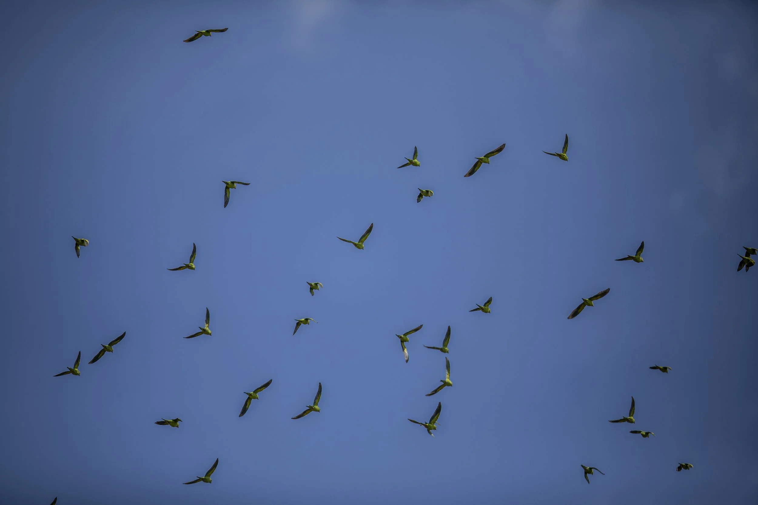 Rupestrianbirdman015.JPG