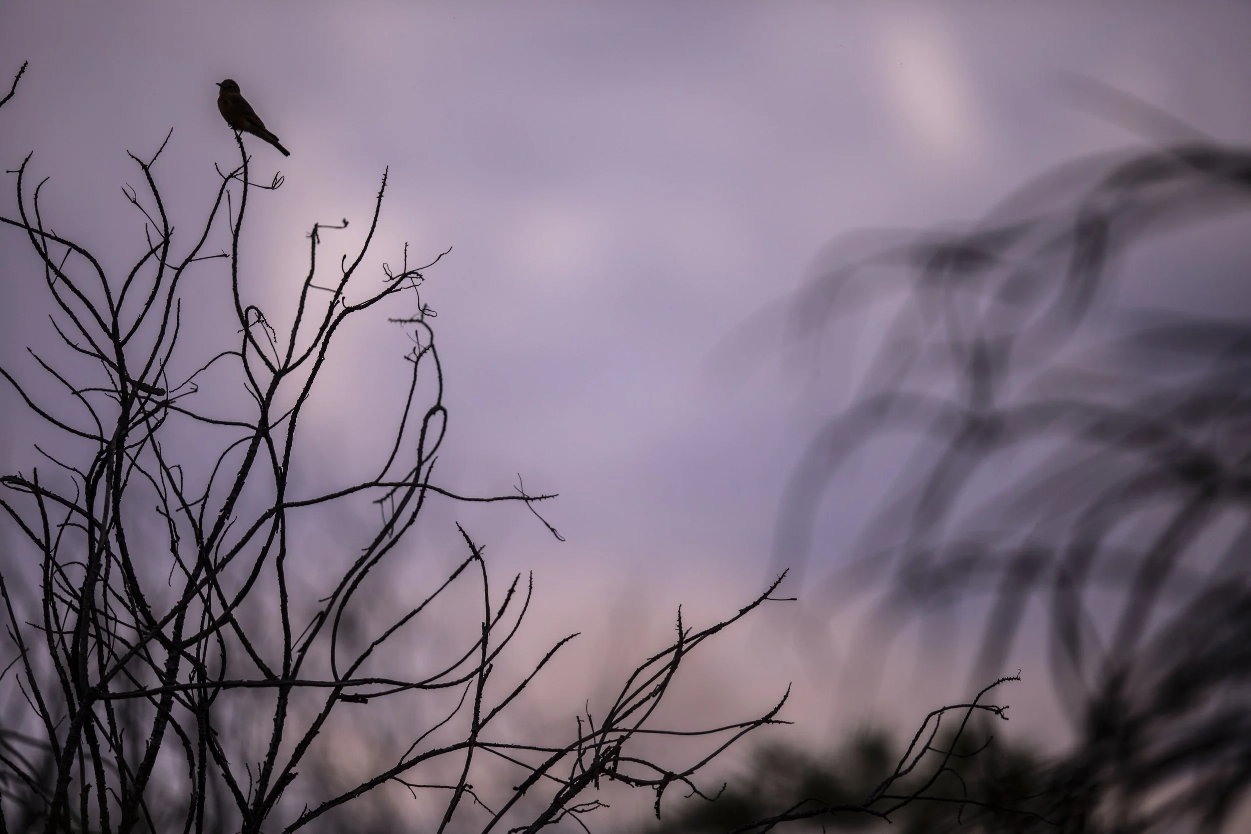 Rupestrianbirdman013.JPG