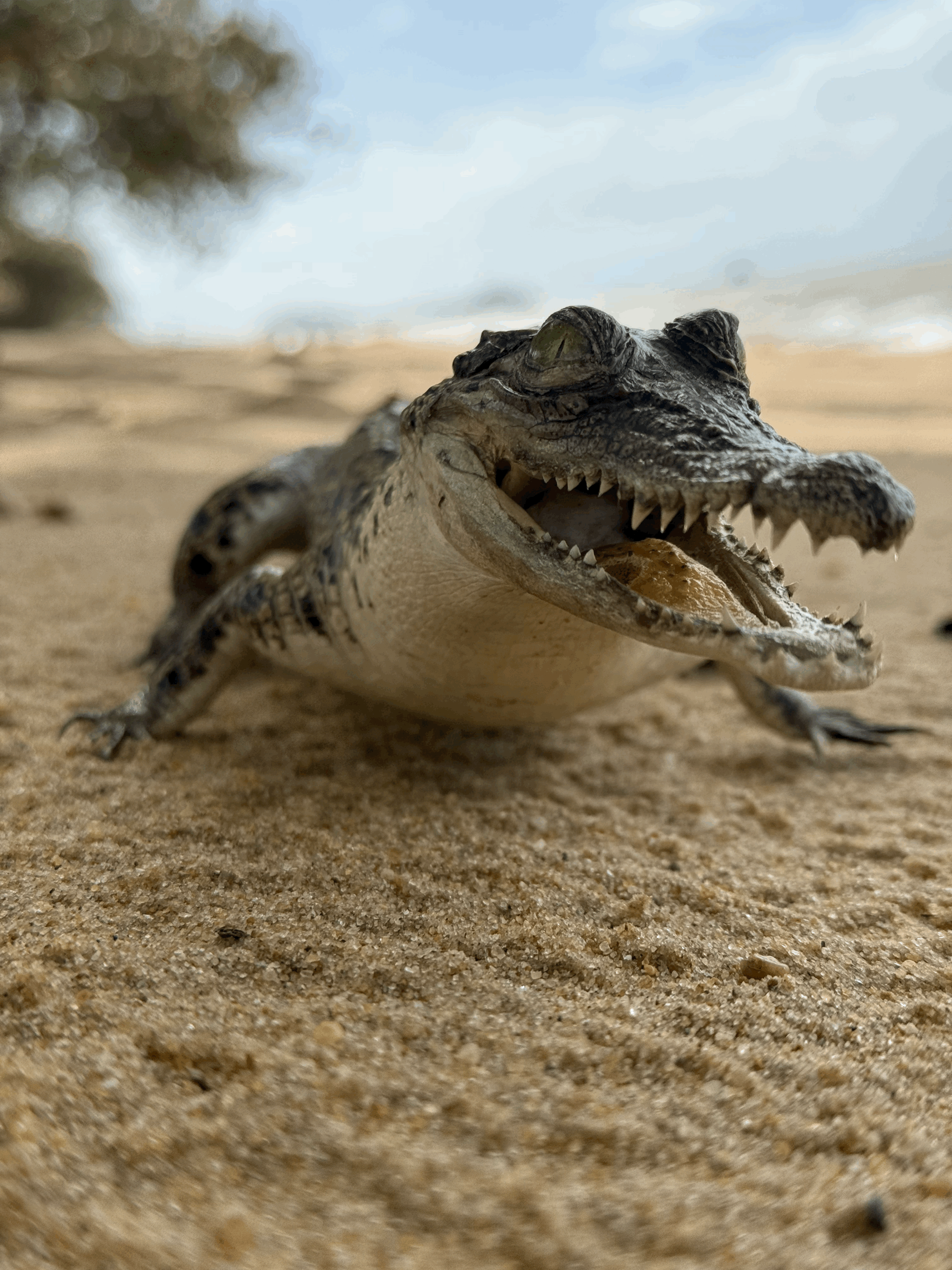 Taxidermy Saltwater Crocodile
