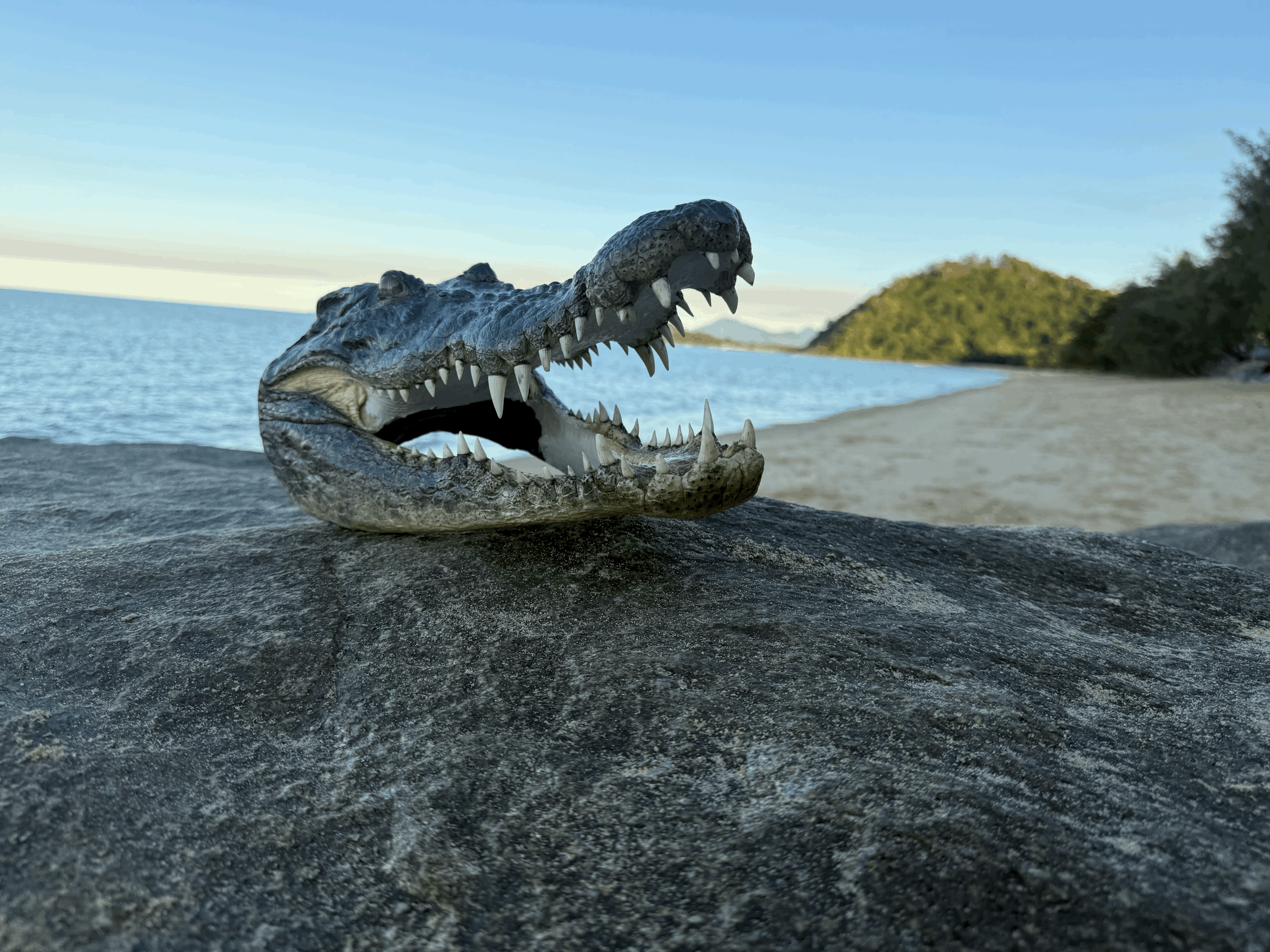 Crocodile Head