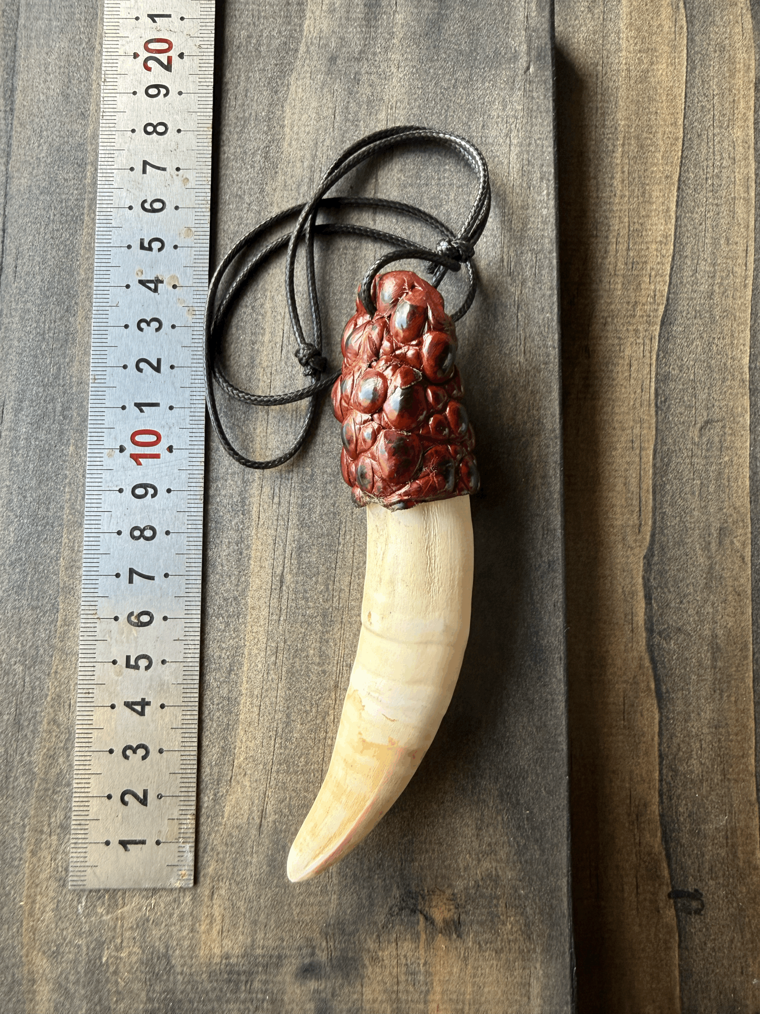 Saltwater Crocodile Tooth