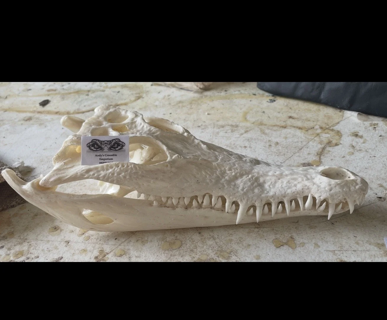 crocodile skull