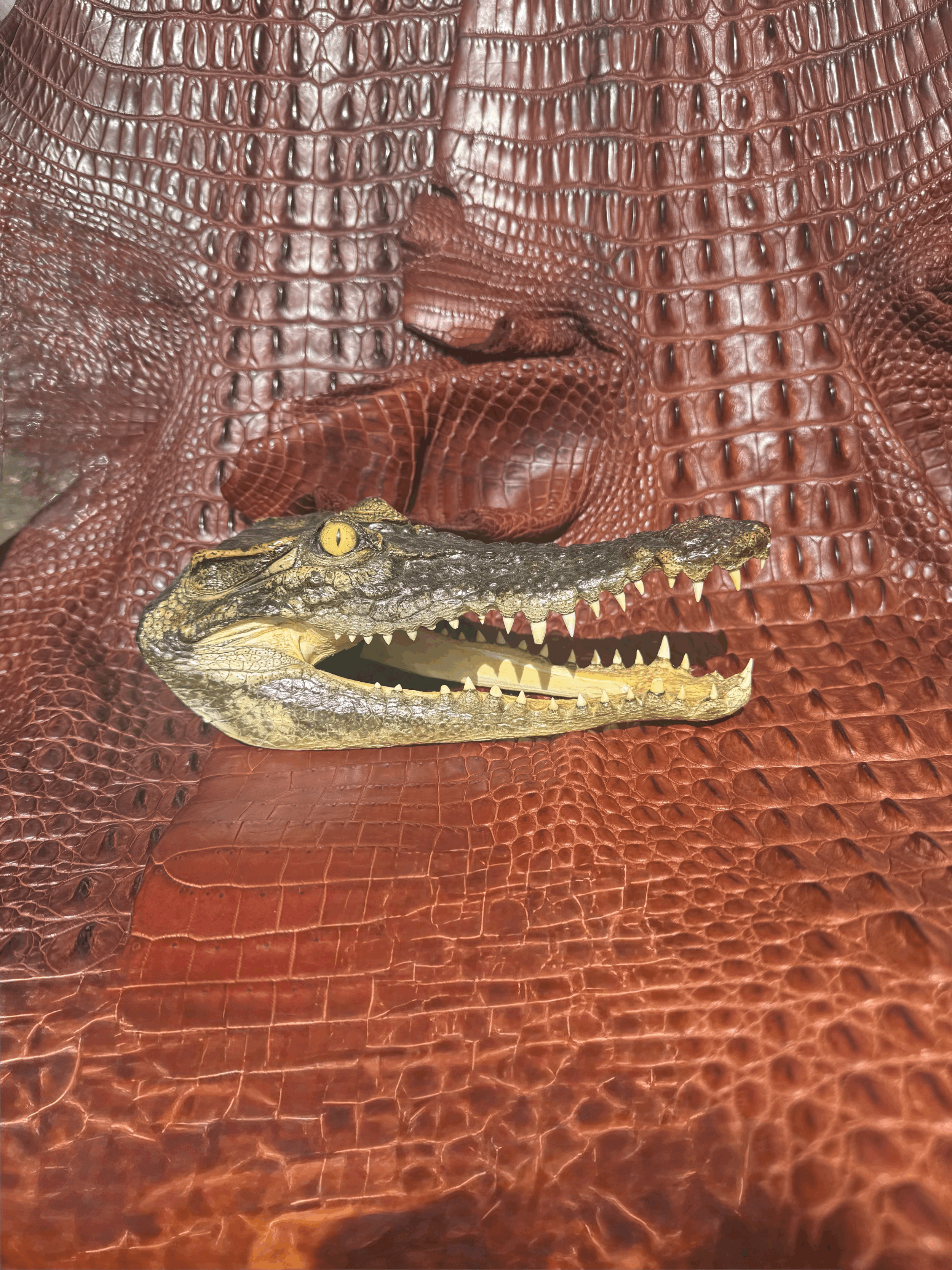 Crocodile Head