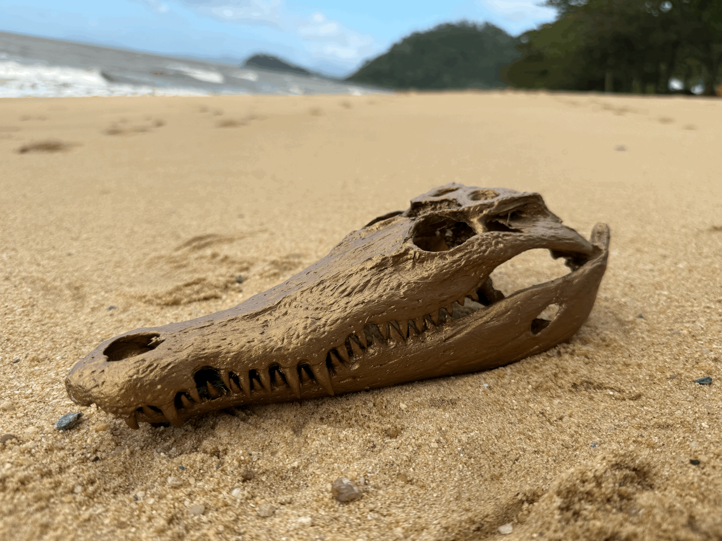 crocodile skull
