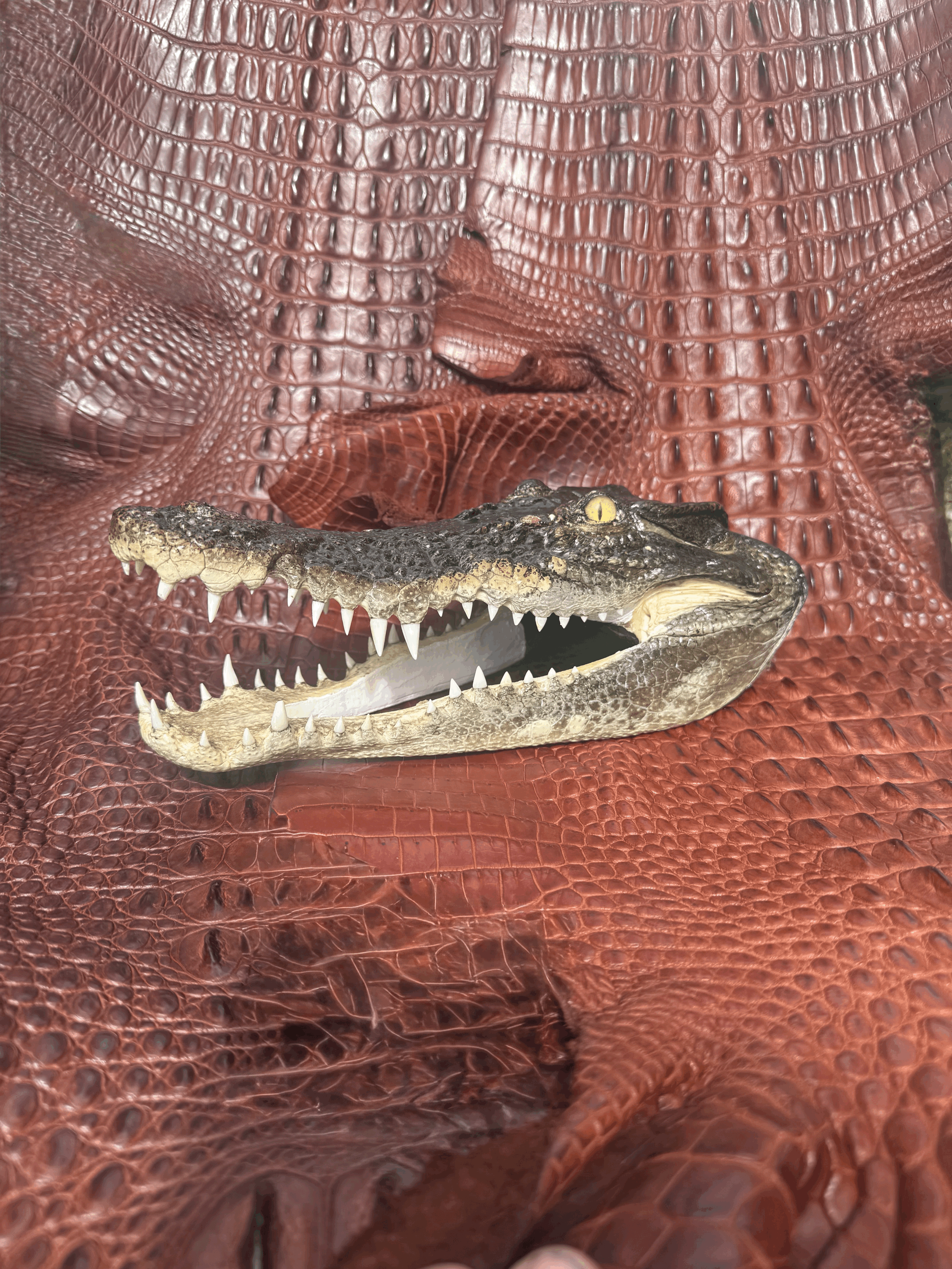 Crocodile Head