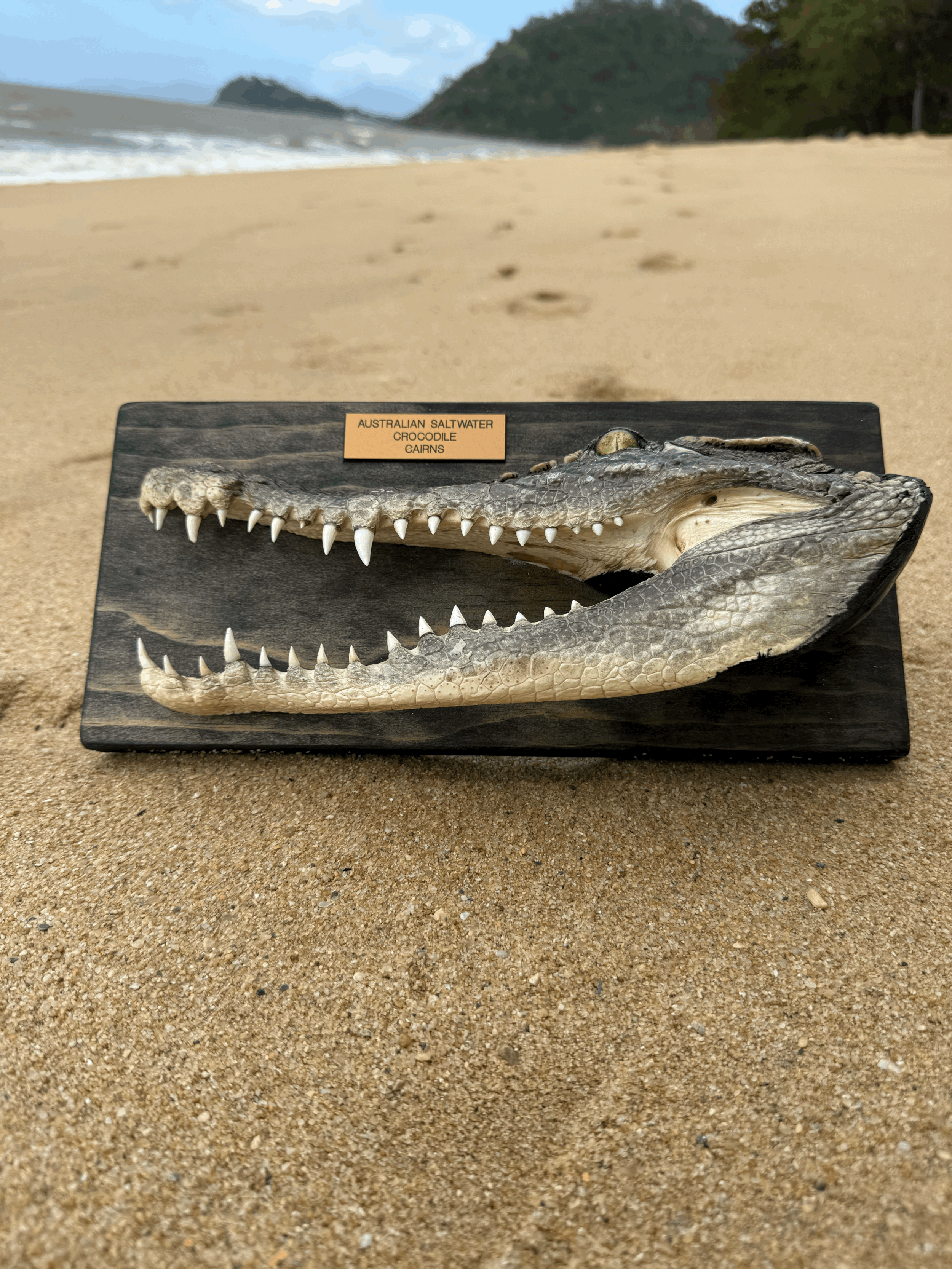 Crocodile Head Hang on your wall