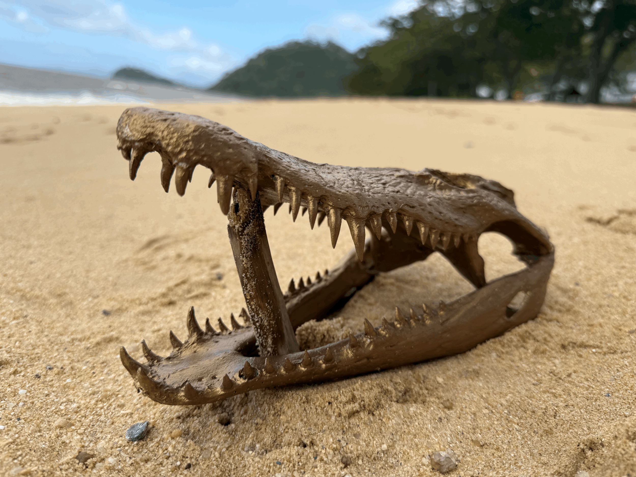 crocodile skull