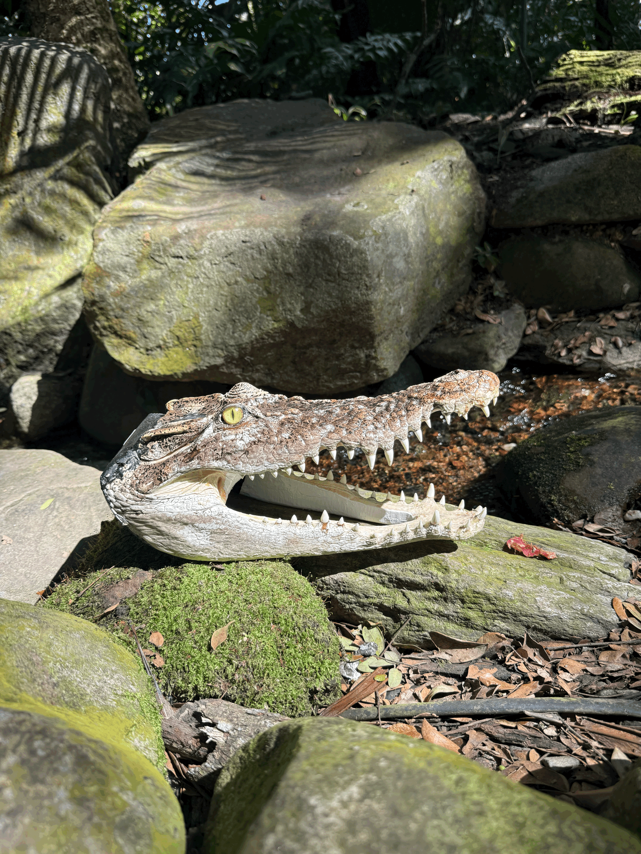Crocodile Head
