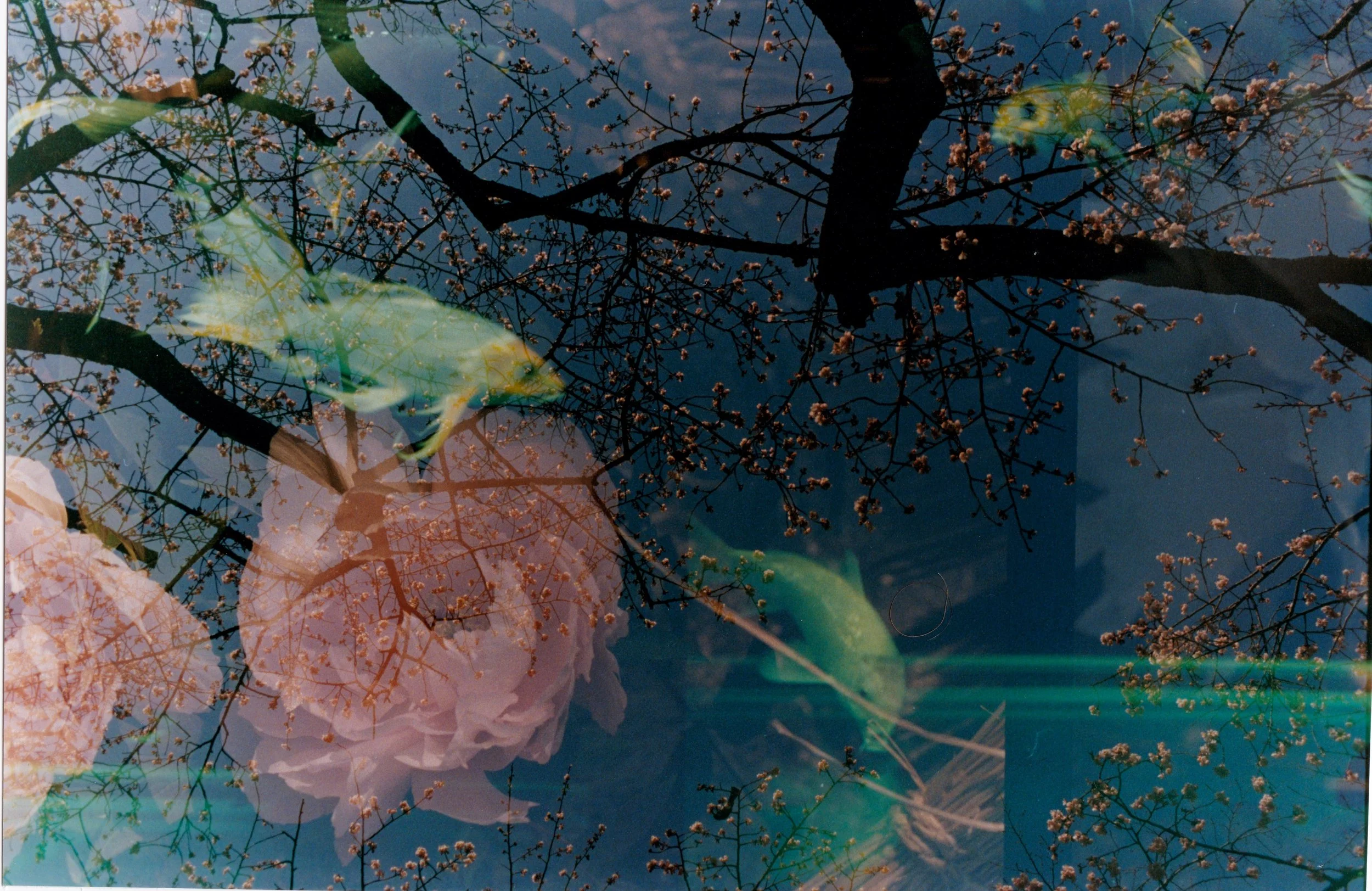 triple exposure1.jpeg